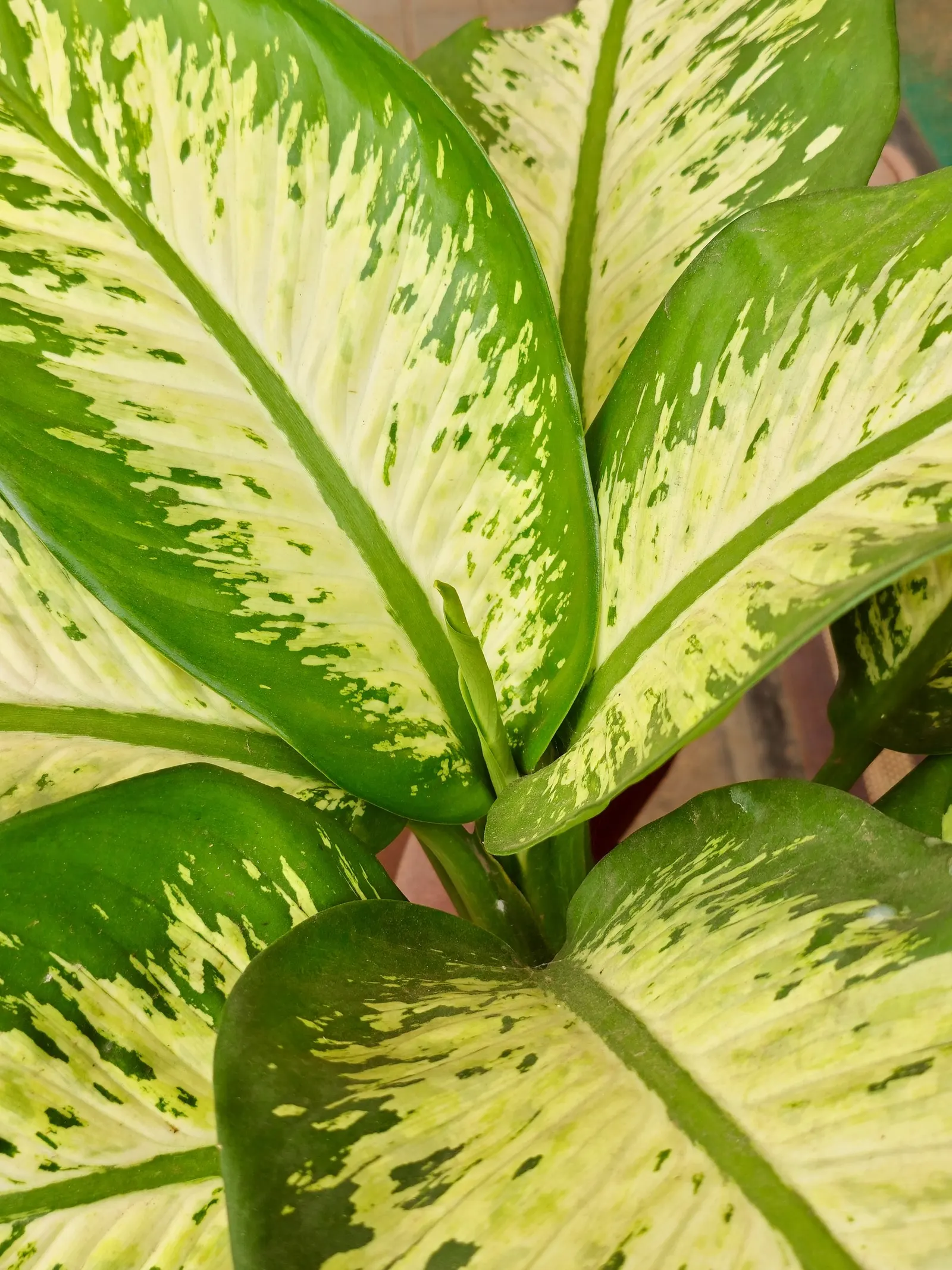 Dieffenbachia, Dumb Cane (Dieffenbachia Amoena) — Thrives in well-draining soil and regular misting, adding striking foliage to interior landscapes; making it