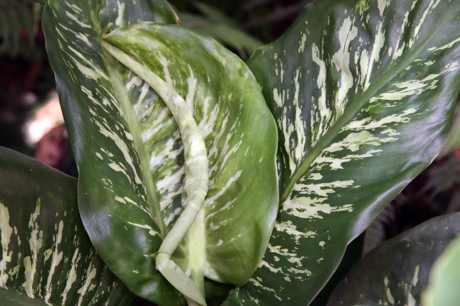 Dieffenbachia, Dumb Cane (Dieffenbachia Amoena) — Thrives in well-draining soil and regular misting, adding striking foliage to interior, image 51