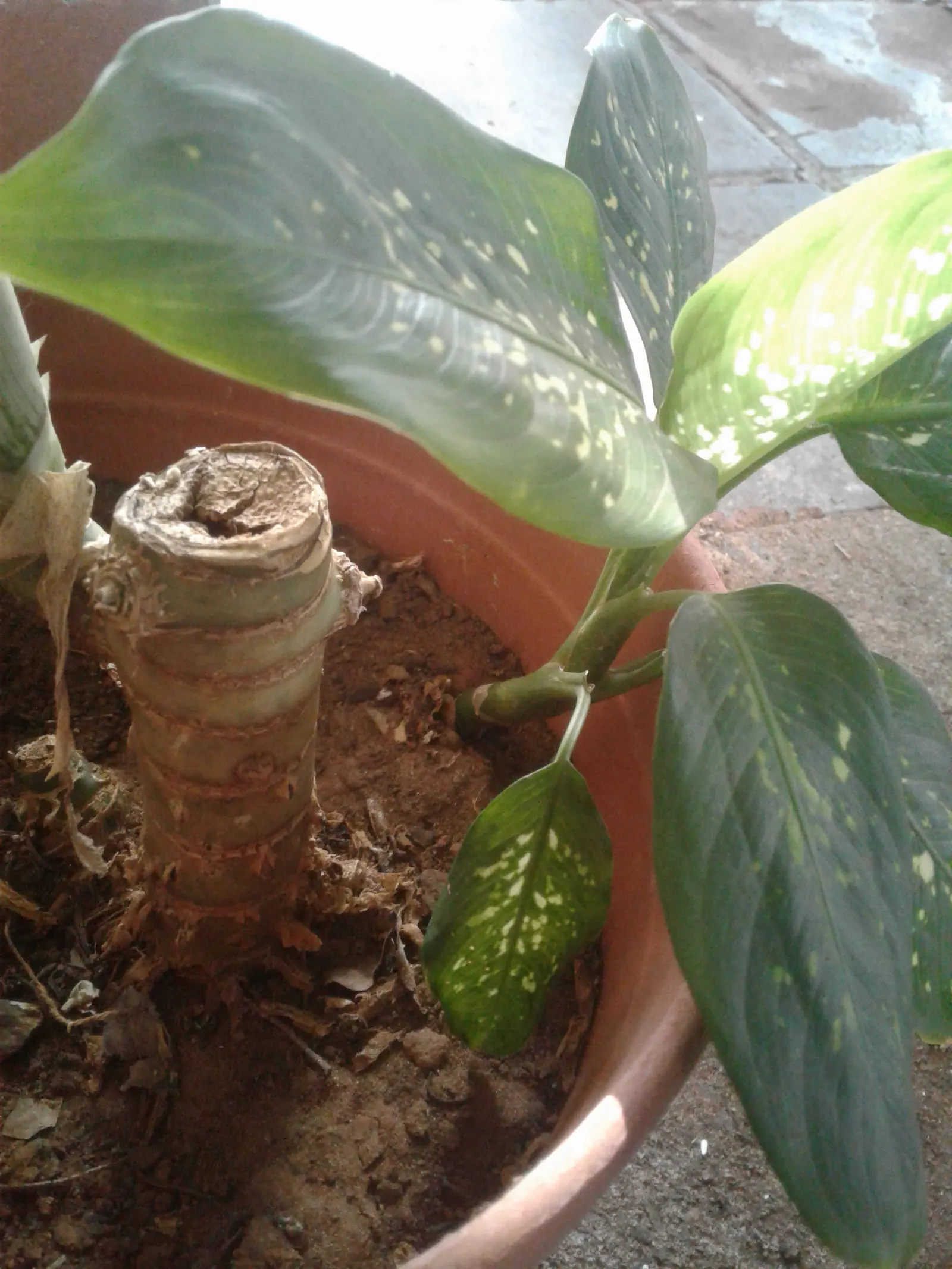 Dieffenbachia, Dumb Cane (Dieffenbachia Amoena) — commonly referred to as Dumb Cane (Dieffenbachia amoena)