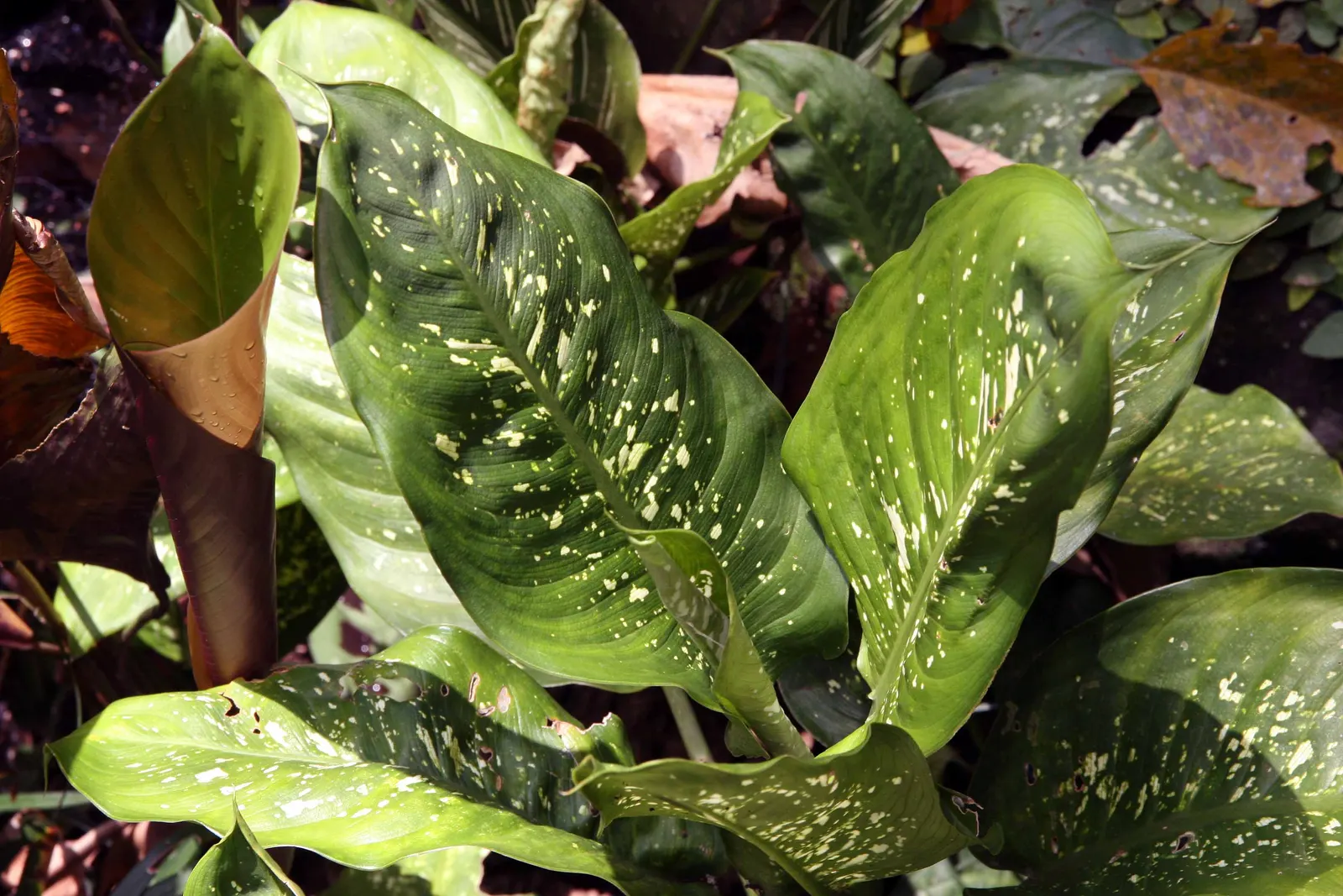 Dieffenbachia, Dumb Cane (Dieffenbachia Amoena) — Care should be taken around pets and young children.<br><br>With its lush foliage and robust, image 63