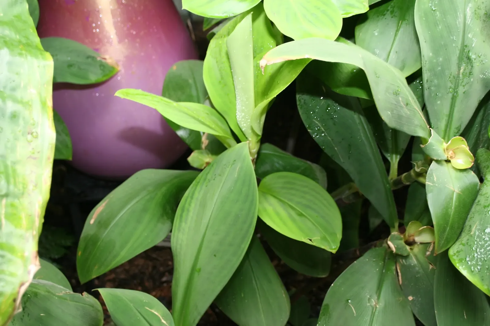 Dieffenbachia, Dumb Cane (Dieffenbachia Amoena) — When designing your landscape, image 35