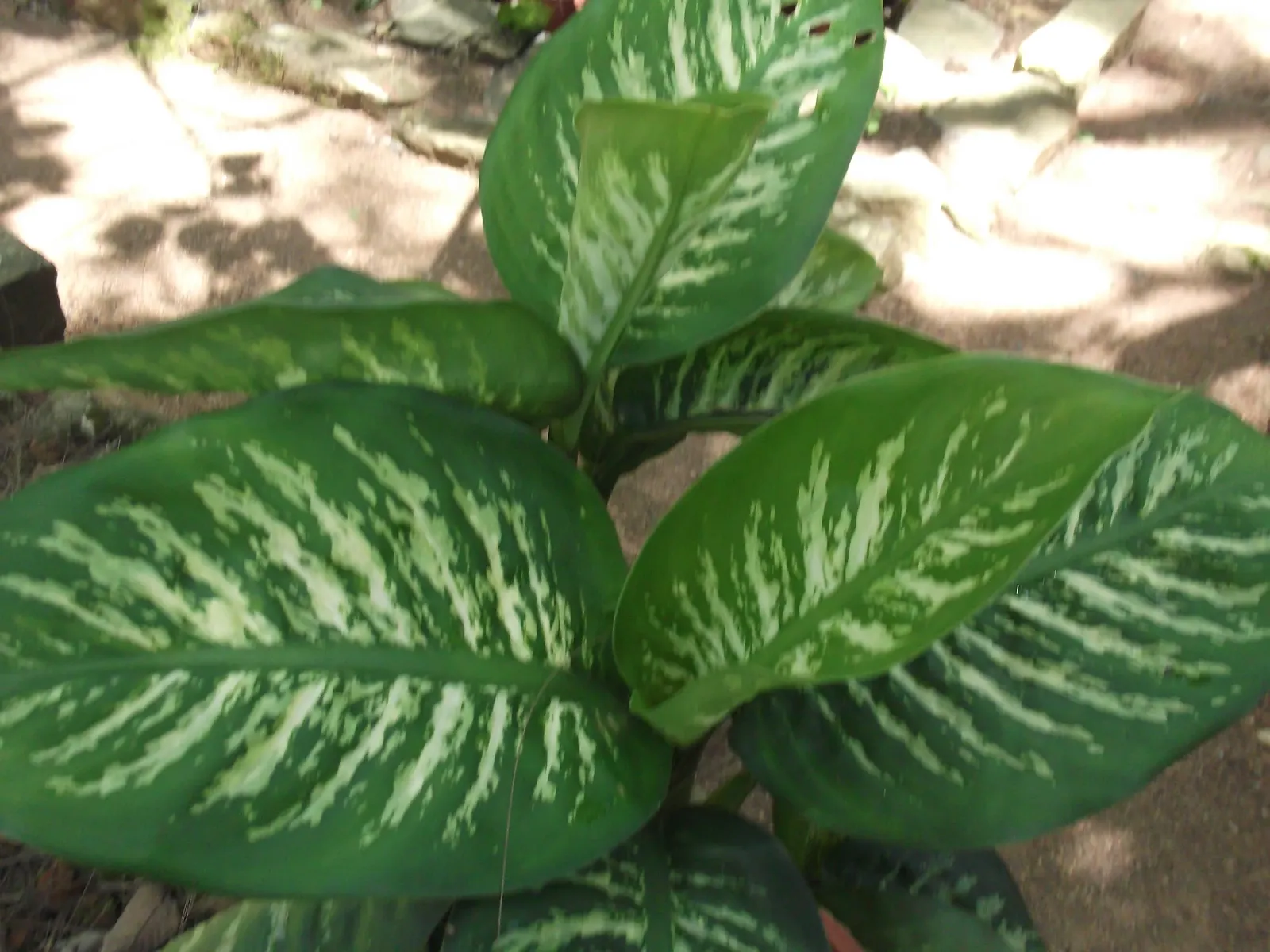 Dieffenbachia, Dumb Cane (Dieffenbachia Amoena) — which can irritate the skin and mucous membranes and are toxic if ingested