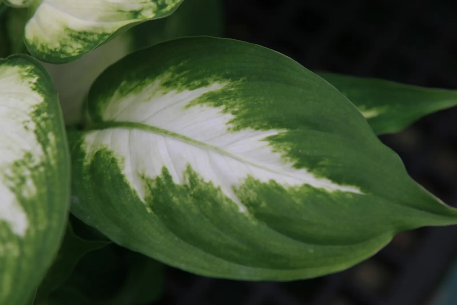 Dieffenbachia, Dumb Cane (Dieffenbachia Amoena) — Dumb Cane serves as an excellent accent plant in the landscape; is a broad-leaved foliage plant, image 64