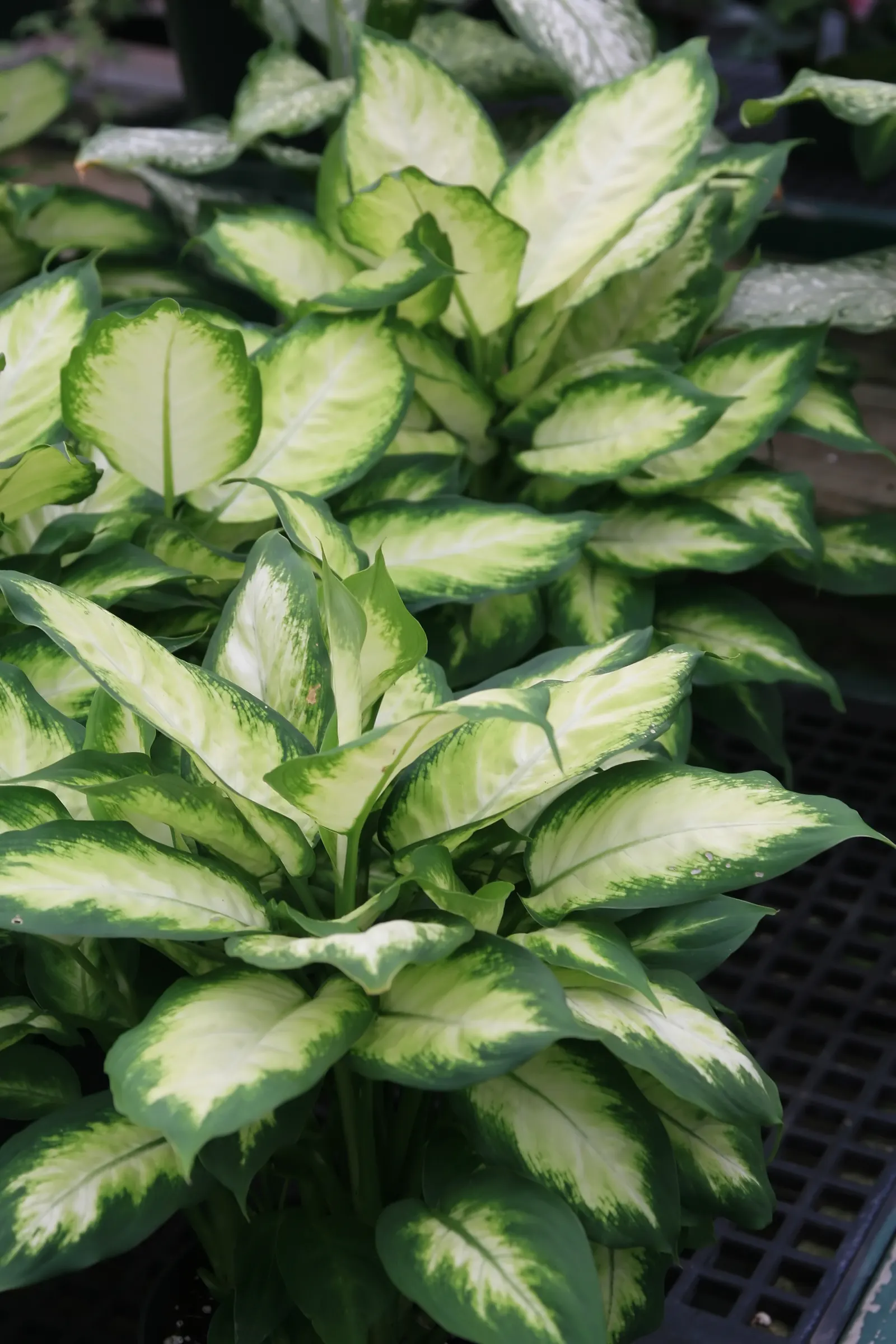 Dieffenbachia, Dumb Cane (Dieffenbachia Amoena) — Caution is advised due to its sap, which can cause mouth irritation if ingested; tropical, image 50