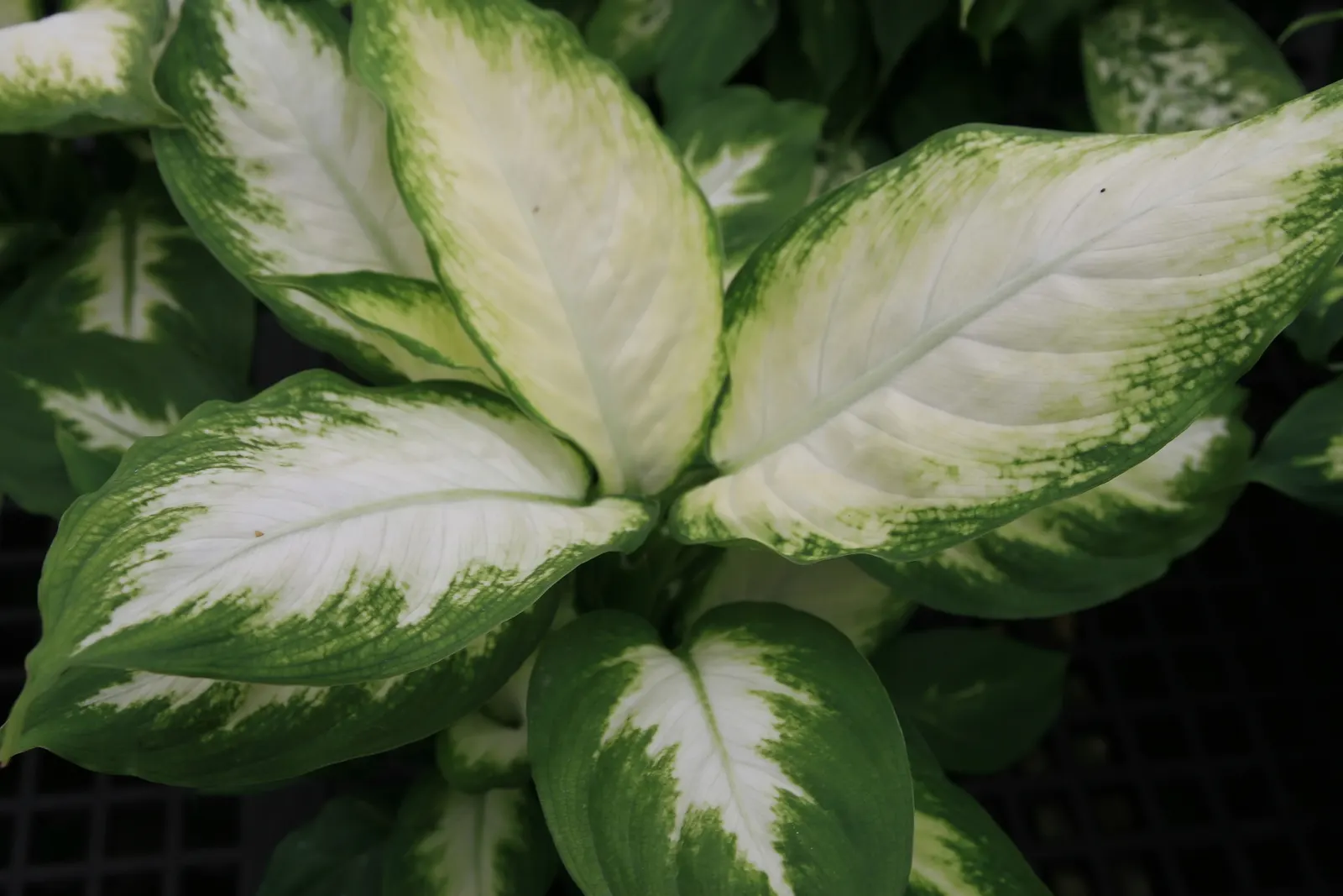 Dieffenbachia, Dumb Cane (Dieffenbachia Amoena) — making it a popular choice for indoor landscapes and tropical-themed gardens; and should be, image 78