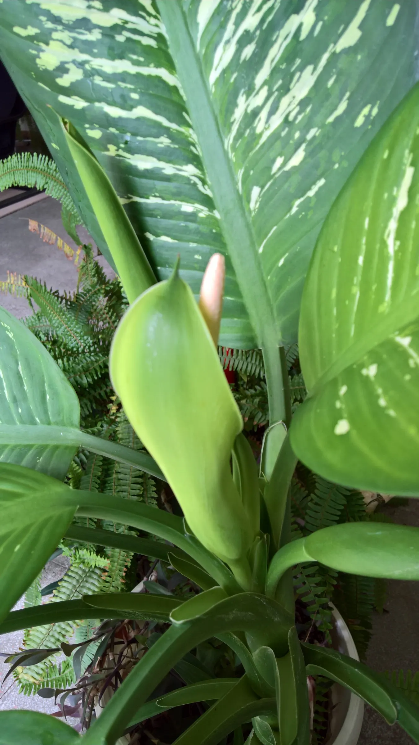 Dieffenbachia, Dumb Cane (Dieffenbachia Amoena) — Dumb Cane serves as an excellent accent plant in the landscape; is a broad-leaved foliage plant, image 87