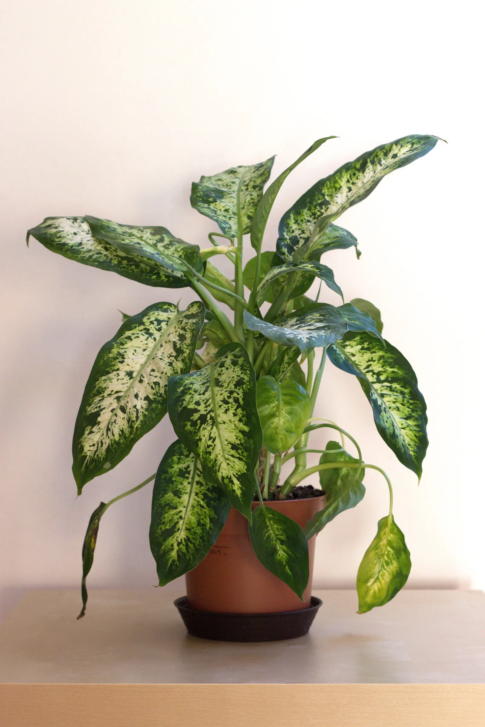 Dieffenbachia, Dumb Cane (Dieffenbachia Amoena) — Care should be taken around pets and young children.<br><br>With its lush foliage and robust growth; commonly