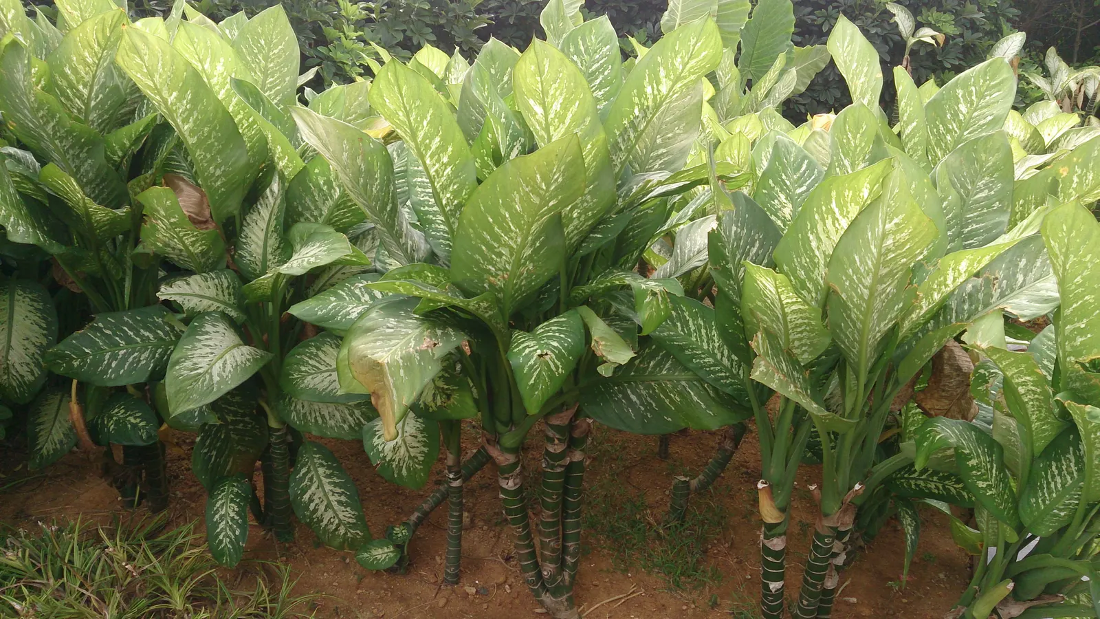 Dieffenbachia, Dumb Cane (Dieffenbachia Amoena) — is a broad-leaved foliage plant well-known for its easy care and striking variegated leaves; commonly