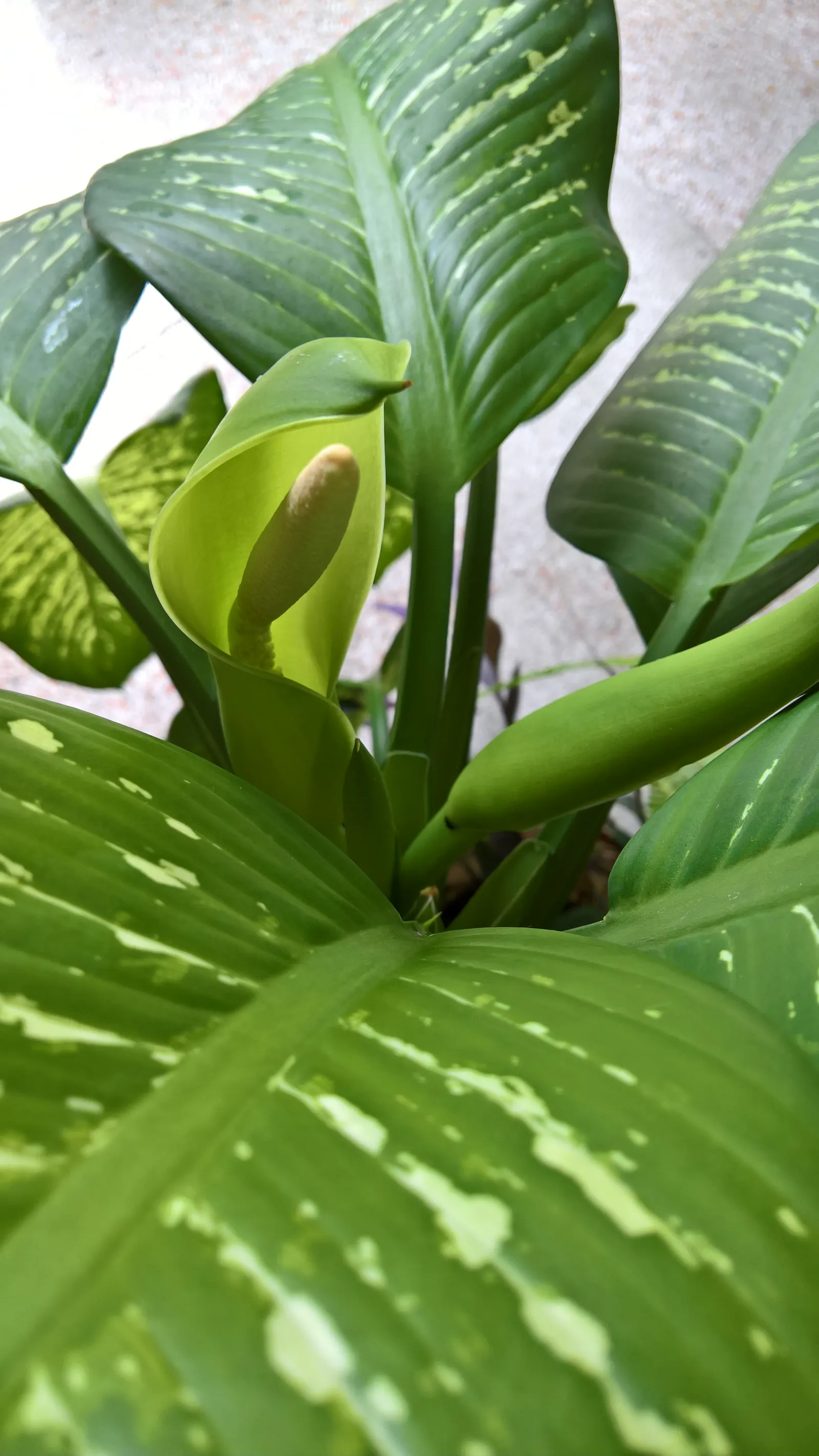 Dieffenbachia, Dumb Cane (Dieffenbachia Amoena) — and should be watered when the top inch of soil feels dry