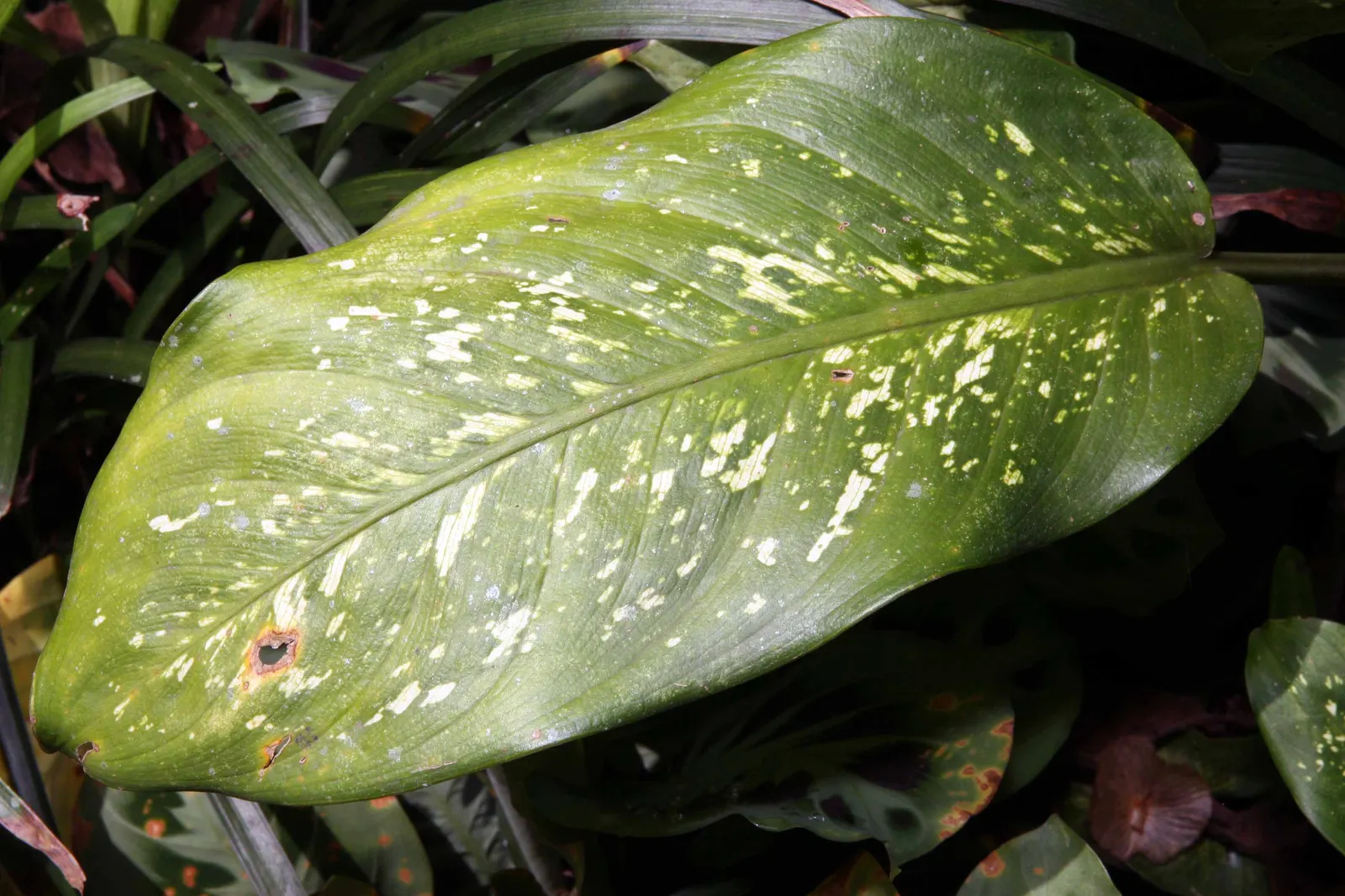 Dieffenbachia, Dumb Cane (Dieffenbachia Amoena) — elongated and often cream or white with green edges and can grow up to 18 inches long; it can, image 82
