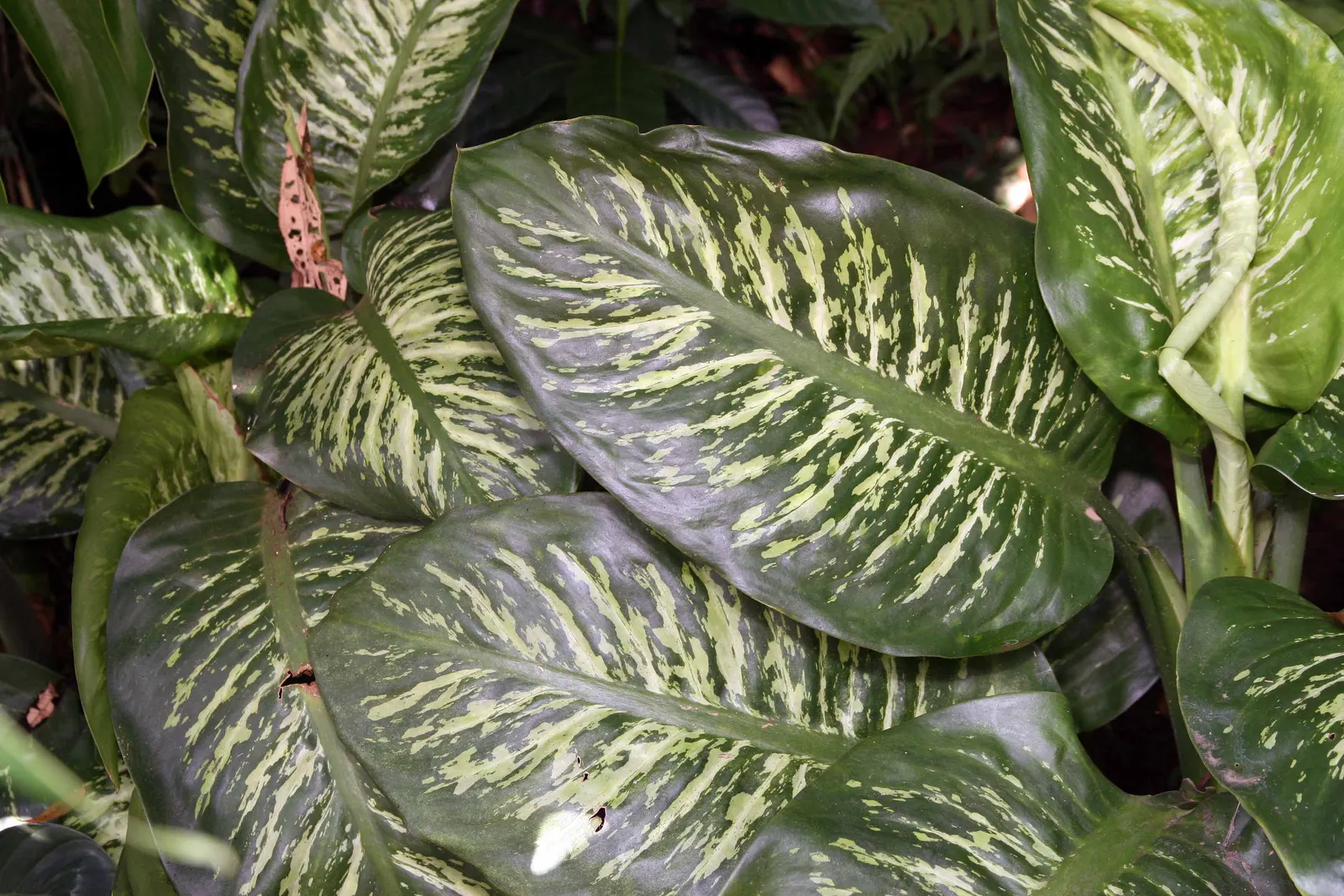 Dieffenbachia, Dumb Cane (Dieffenbachia Amoena) — Just ensure there is sufficient room for the plant to grow; when planning its position within the, image 66