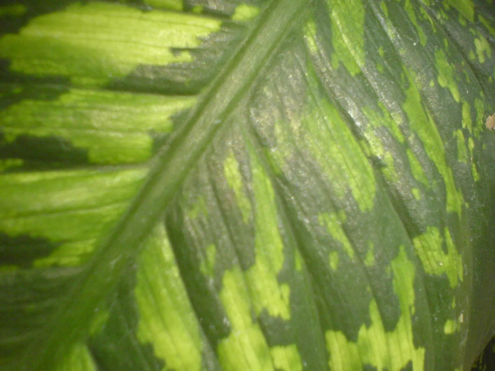 Dieffenbachia, Dumb Cane (Dieffenbachia Amoena) — commonly known as Dumb Cane; caution is advised due to its sap, which can cause mouth irritation, image 70