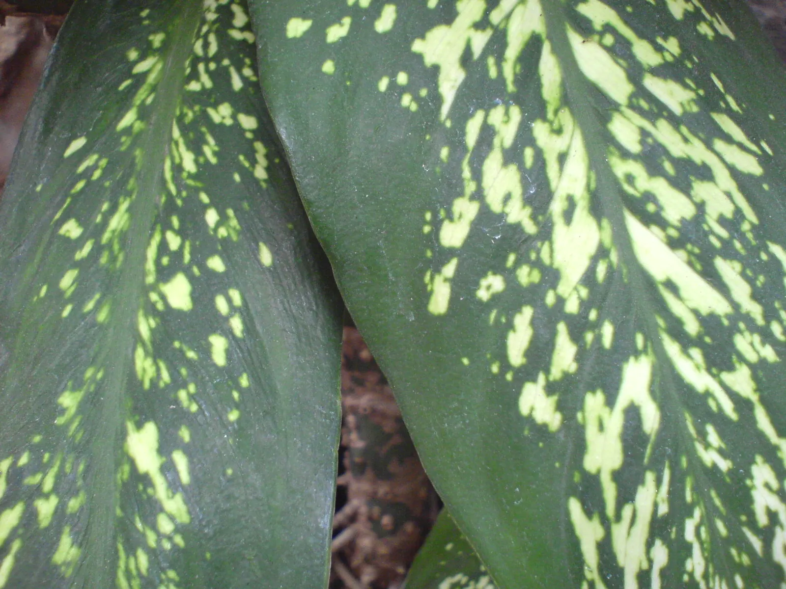 Dieffenbachia, Dumb Cane (Dieffenbachia Amoena) — It can fill in understory spaces and thrive alongside ferns and other shade-loving plants, image 88