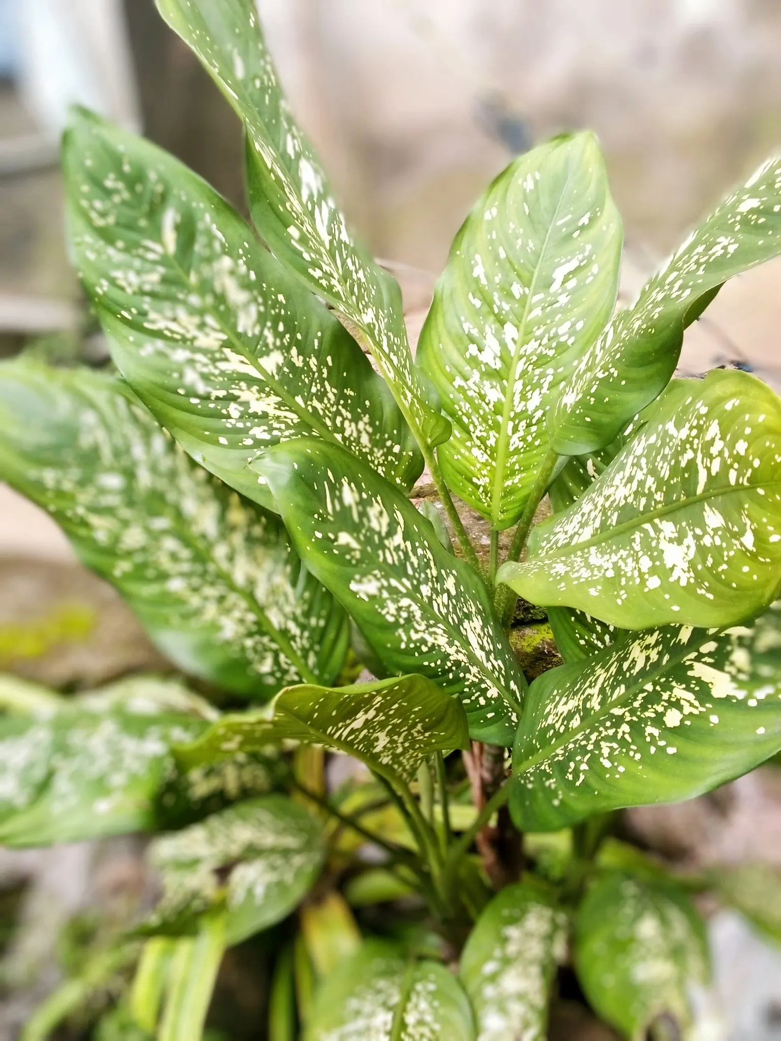 Dieffenbachia, Dumb Cane (Dieffenbachia Amoena) — Care should be taken around pets and young children.<br><br>With its lush foliage and robust growth