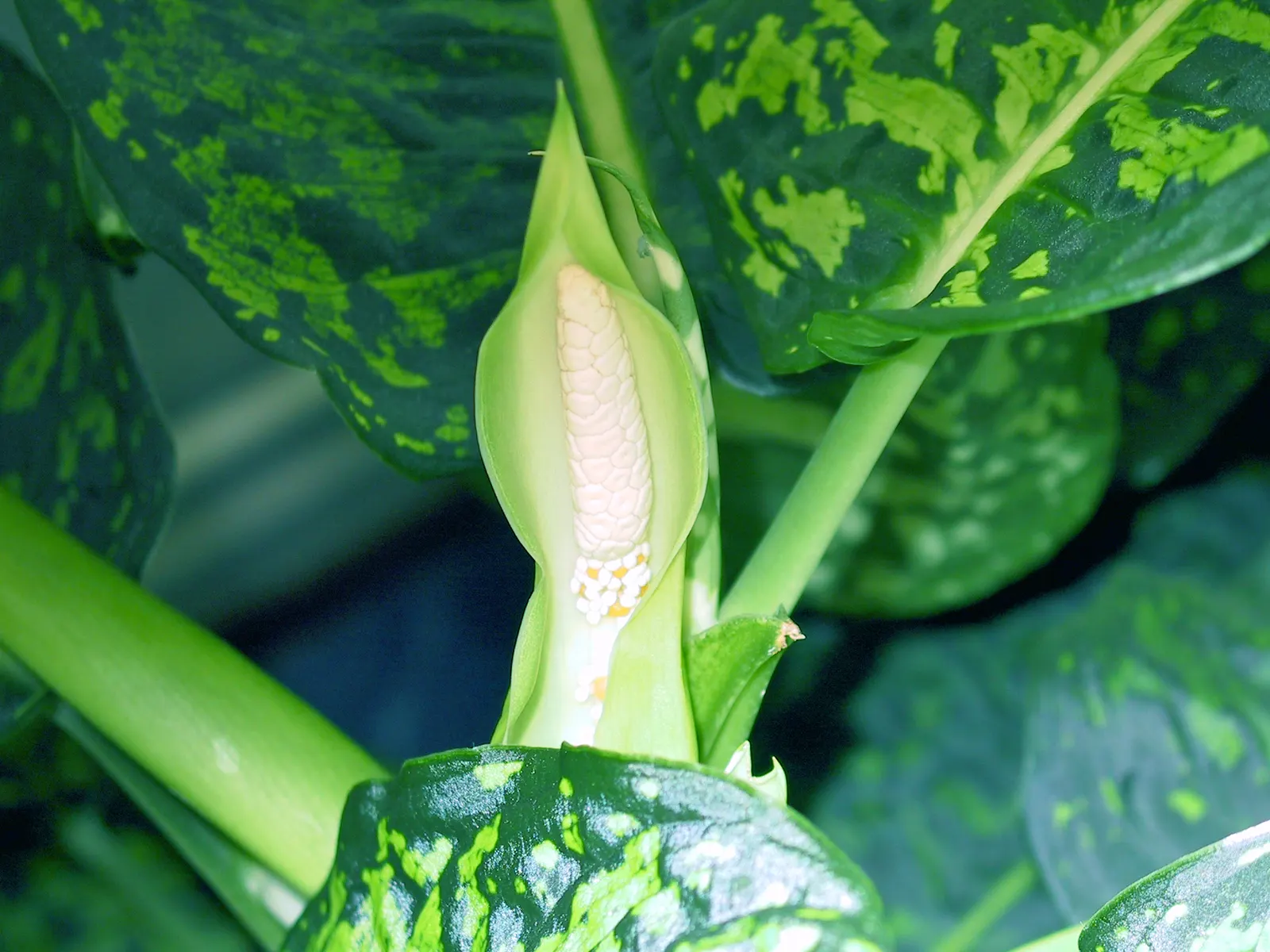 Dieffenbachia, Dumb Cane (Dieffenbachia Amoena) — Just ensure there is sufficient room for the plant to grow