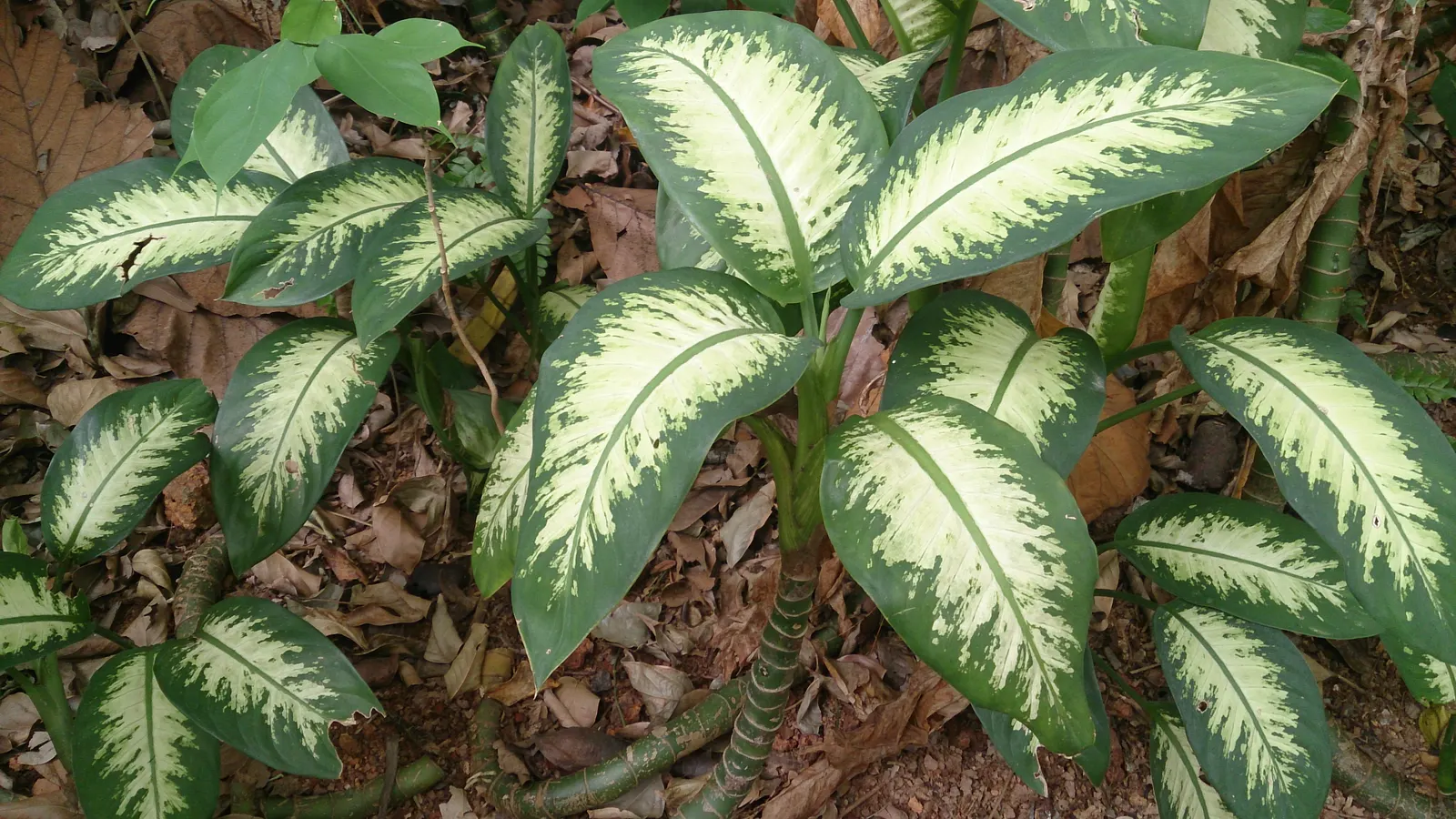 Dieffenbachia, Dumb Cane (Dieffenbachia Amoena) — perennial for half or shade; just ensure there is sufficient room for the plant to grow