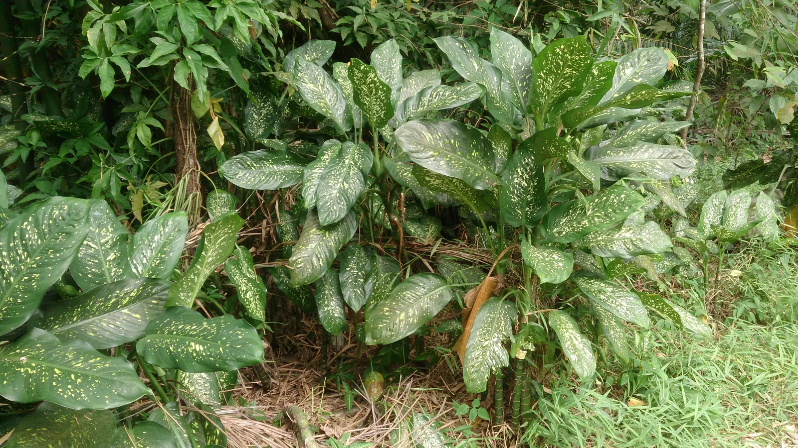 Dieffenbachia, Dumb Cane (Dieffenbachia Amoena) — elongated and often cream or white with green edges and can grow up to 18 inches long; it can fill in