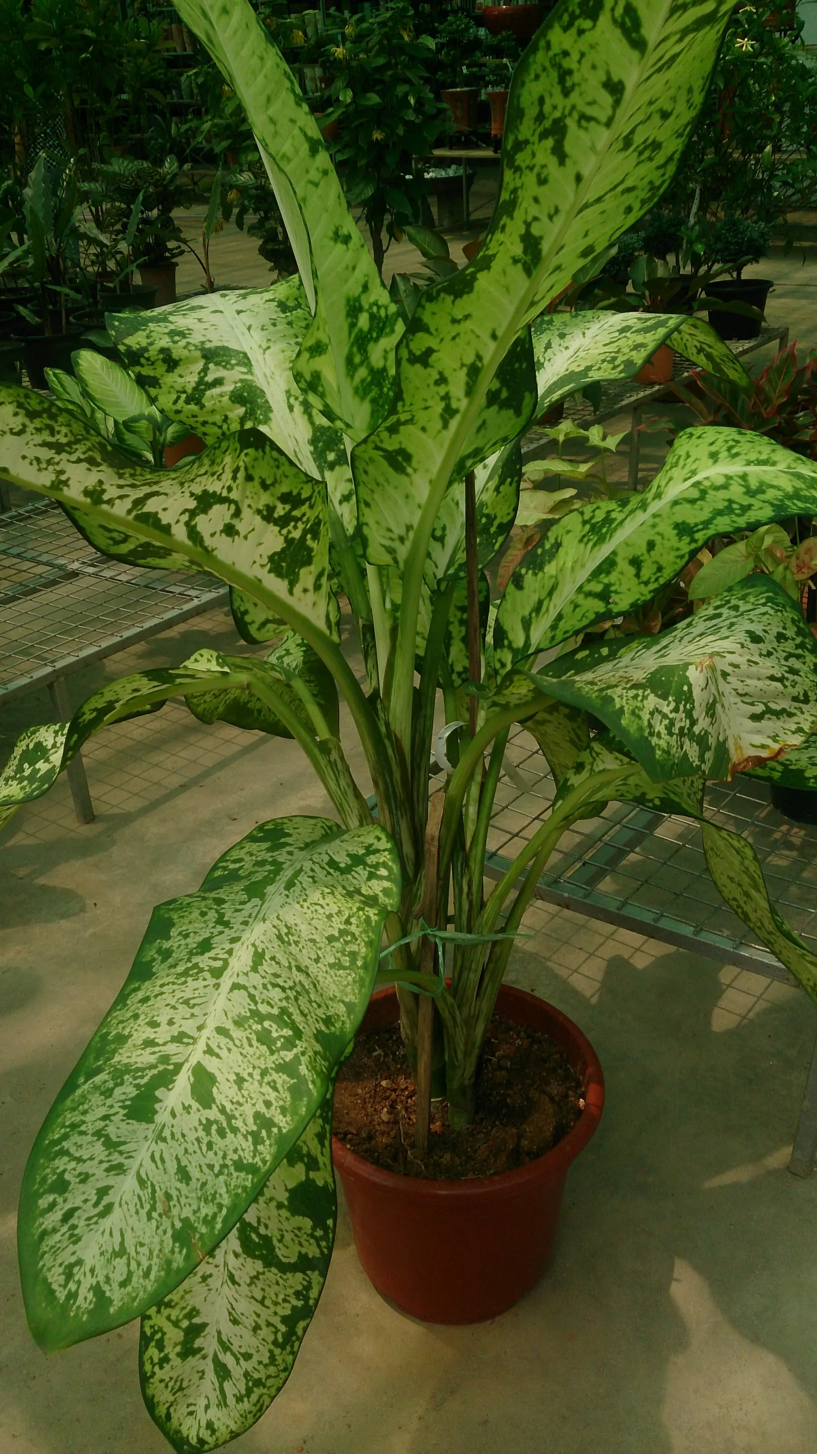 Dieffenbachia, Dumb Cane (Dieffenbachia Amoena) — Caution is advised due to its sap, which can cause mouth irritation if ingested