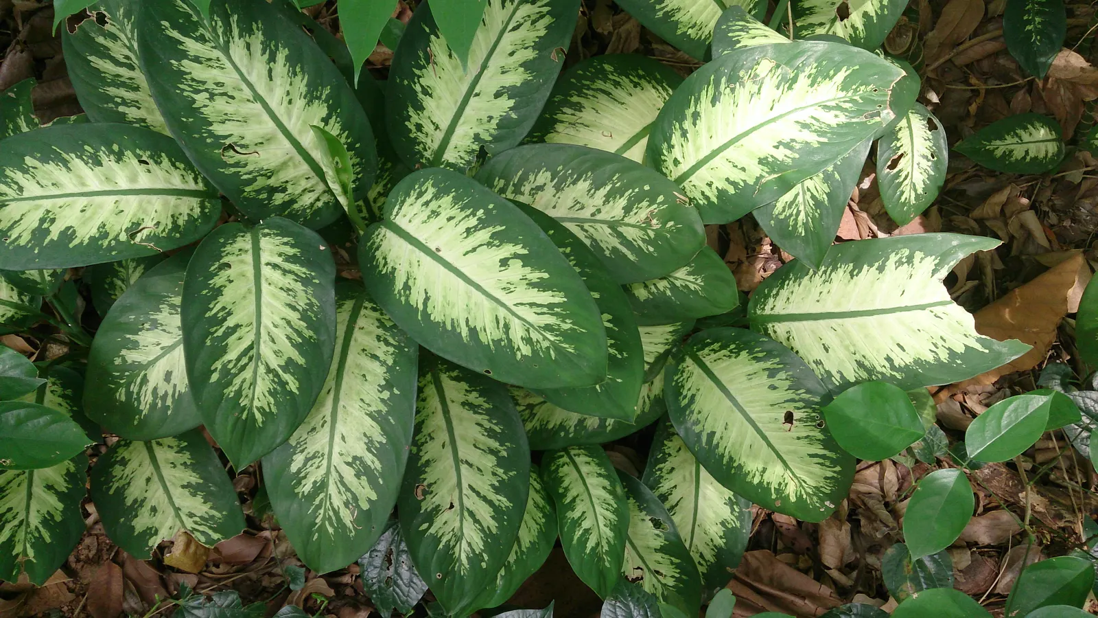 Dieffenbachia, Dumb Cane (Dieffenbachia Amoena) — and should be watered when the top inch of soil feels dry; it boasts broad, variegated leaves with a blend of