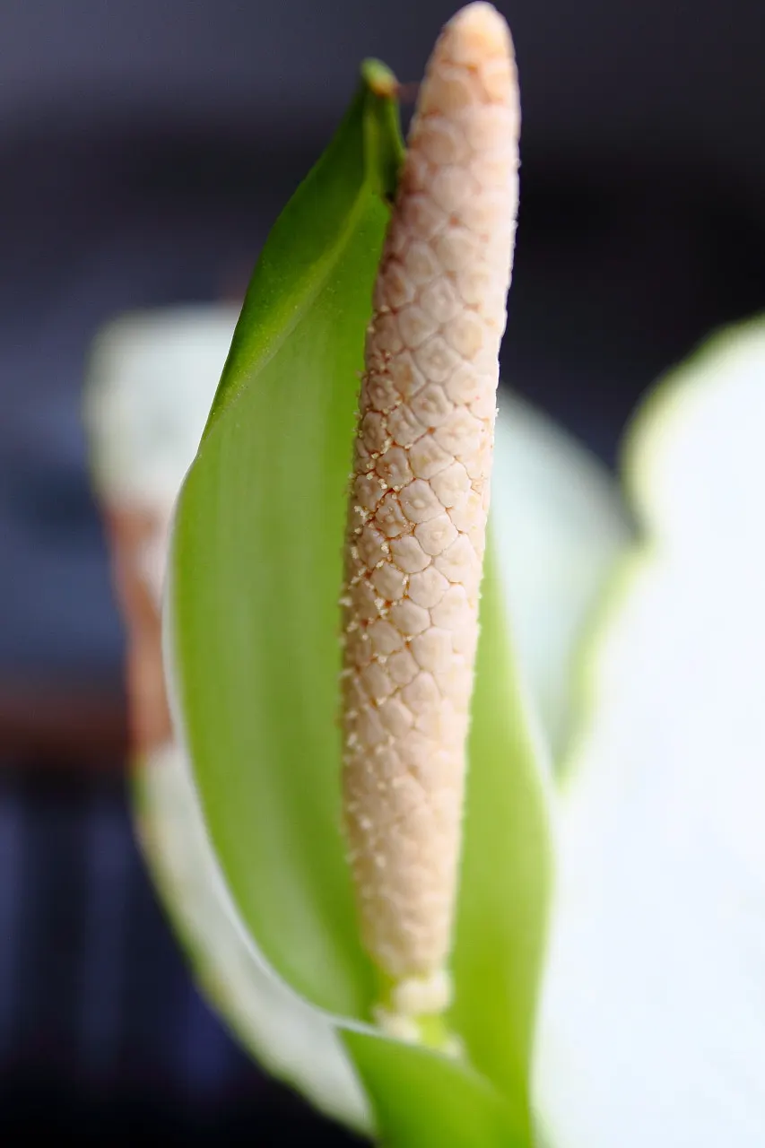 Dieffenbachia, Dumb Cane (Dieffenbachia Amoena) — It can fill in understory spaces and thrive alongside ferns and other shade-loving plants, image 65