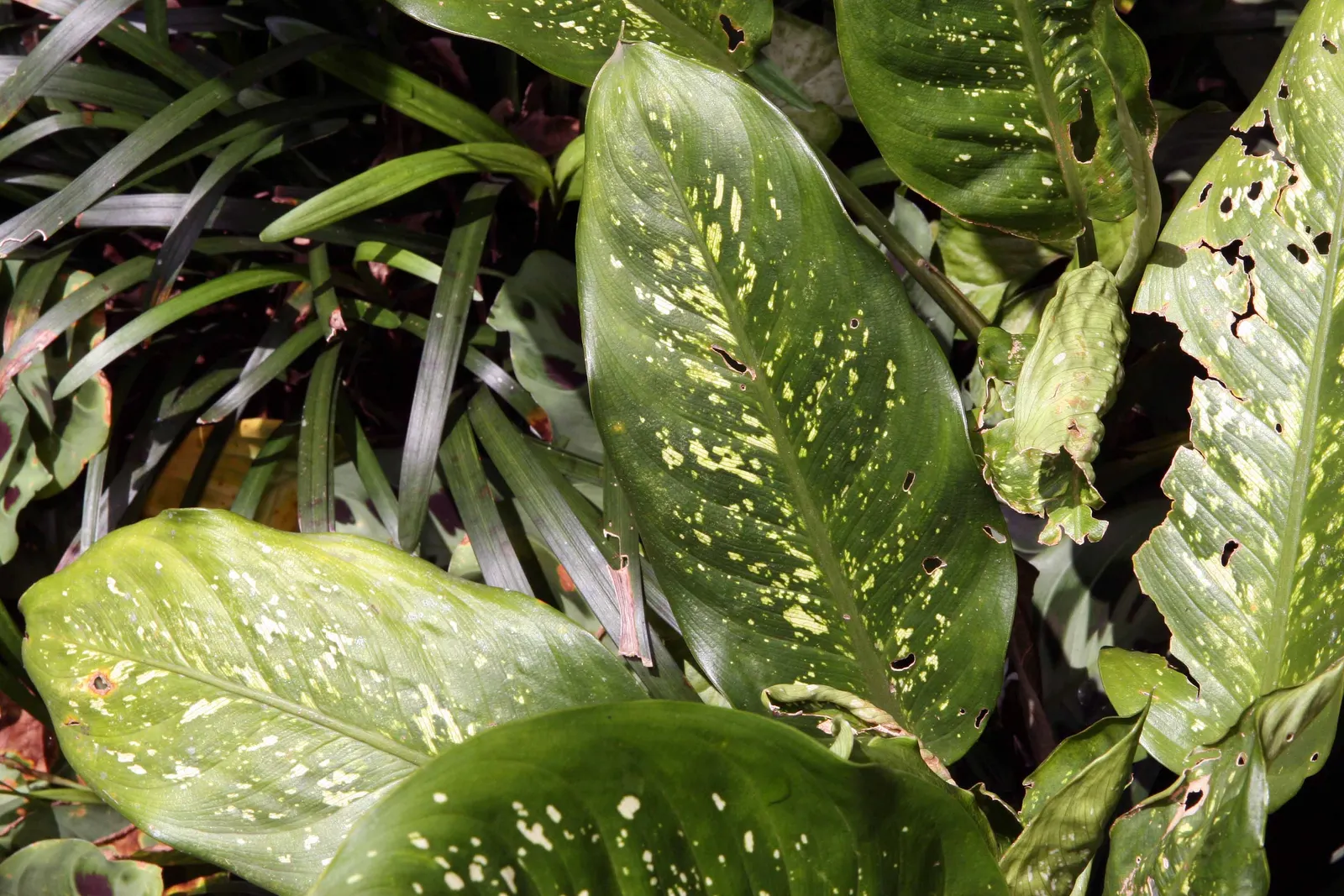 Dieffenbachia, Dumb Cane (Dieffenbachia Amoena) — The plant thrives in a variety of lighting conditions; both in terms of height and spread, image 56