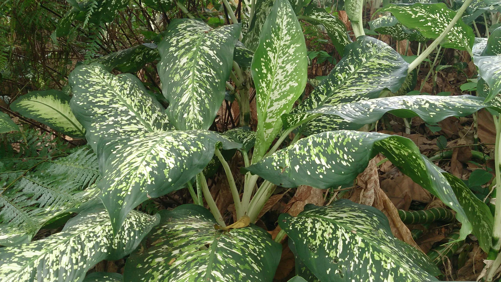 Dieffenbachia, Dumb Cane (Dieffenbachia Amoena) — which can irritate the skin and mucous membranes and are toxic if ingested; care should be taken, image 62