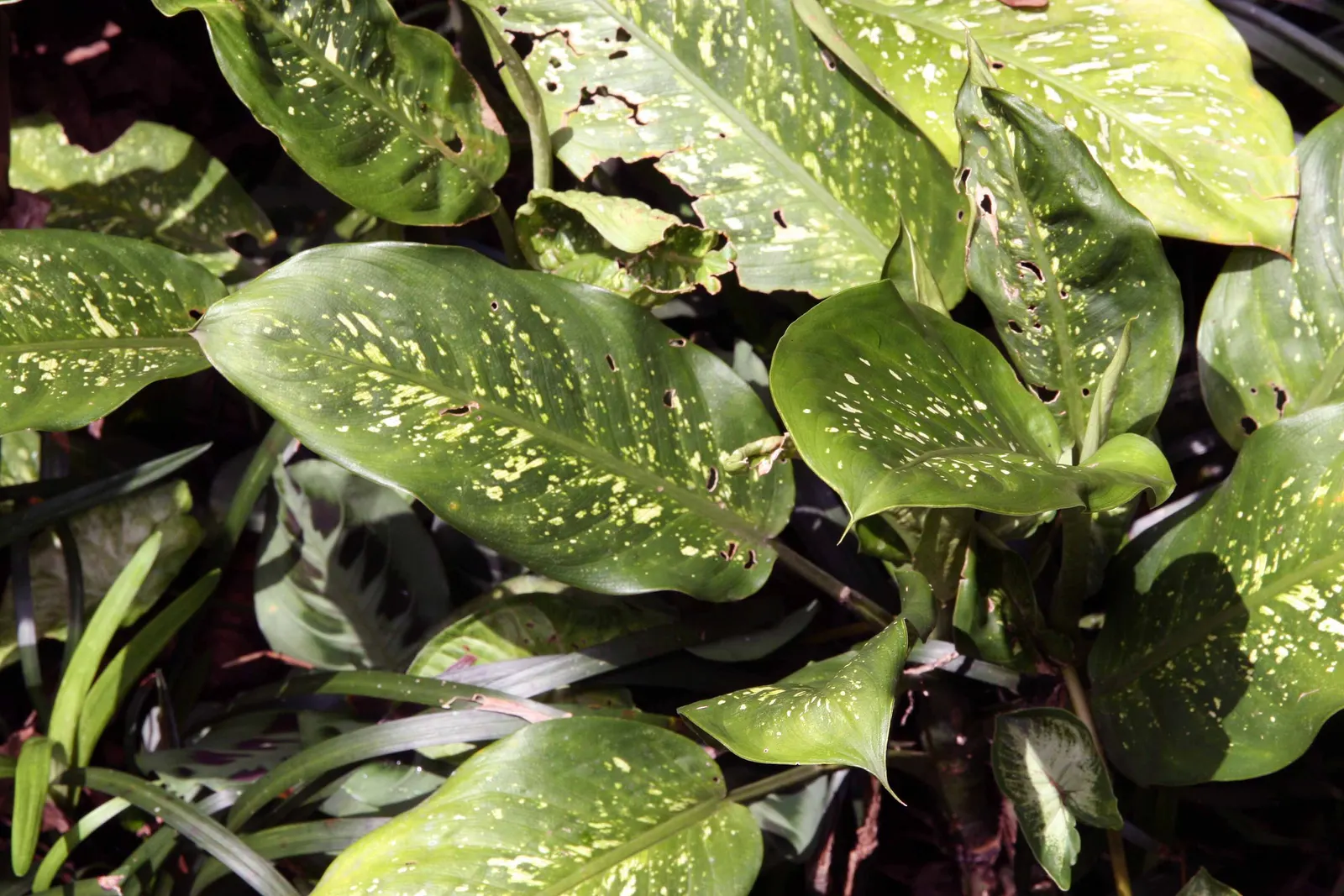 Dieffenbachia, Dumb Cane (Dieffenbachia Amoena) — Thrives in well-draining soil and regular misting, adding striking foliage to interior landscapes