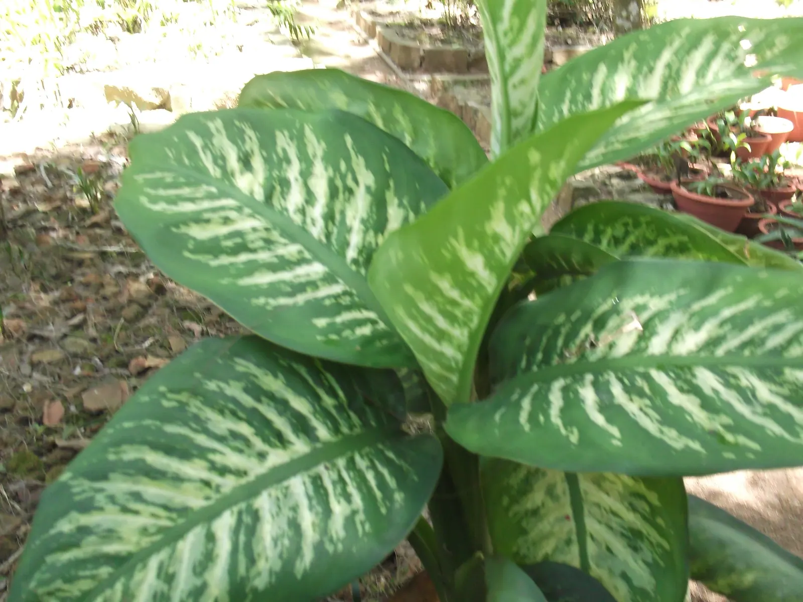 Dieffenbachia, Dumb Cane (Dieffenbachia Amoena) — is a broad-leaved foliage plant well-known for its easy care and striking variegated leaves