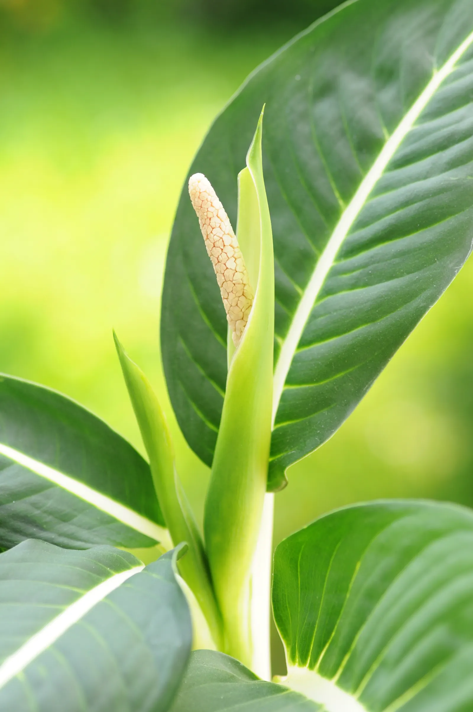 Dieffenbachia, Dumb Cane (Dieffenbachia Amoena) — commonly known as Dumb Cane; caution is advised due to its sap, which can cause mouth irritation if ingested
