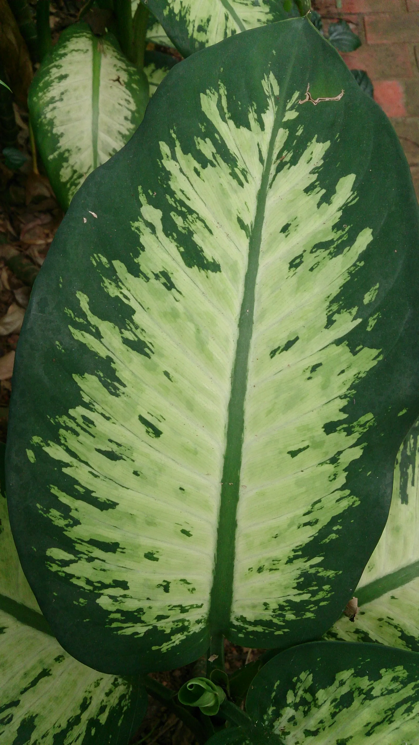 Dieffenbachia, Dumb Cane (Dieffenbachia Amoena) — Dumb Cane serves as an excellent accent plant in the landscape; is a broad-leaved foliage plant well-known