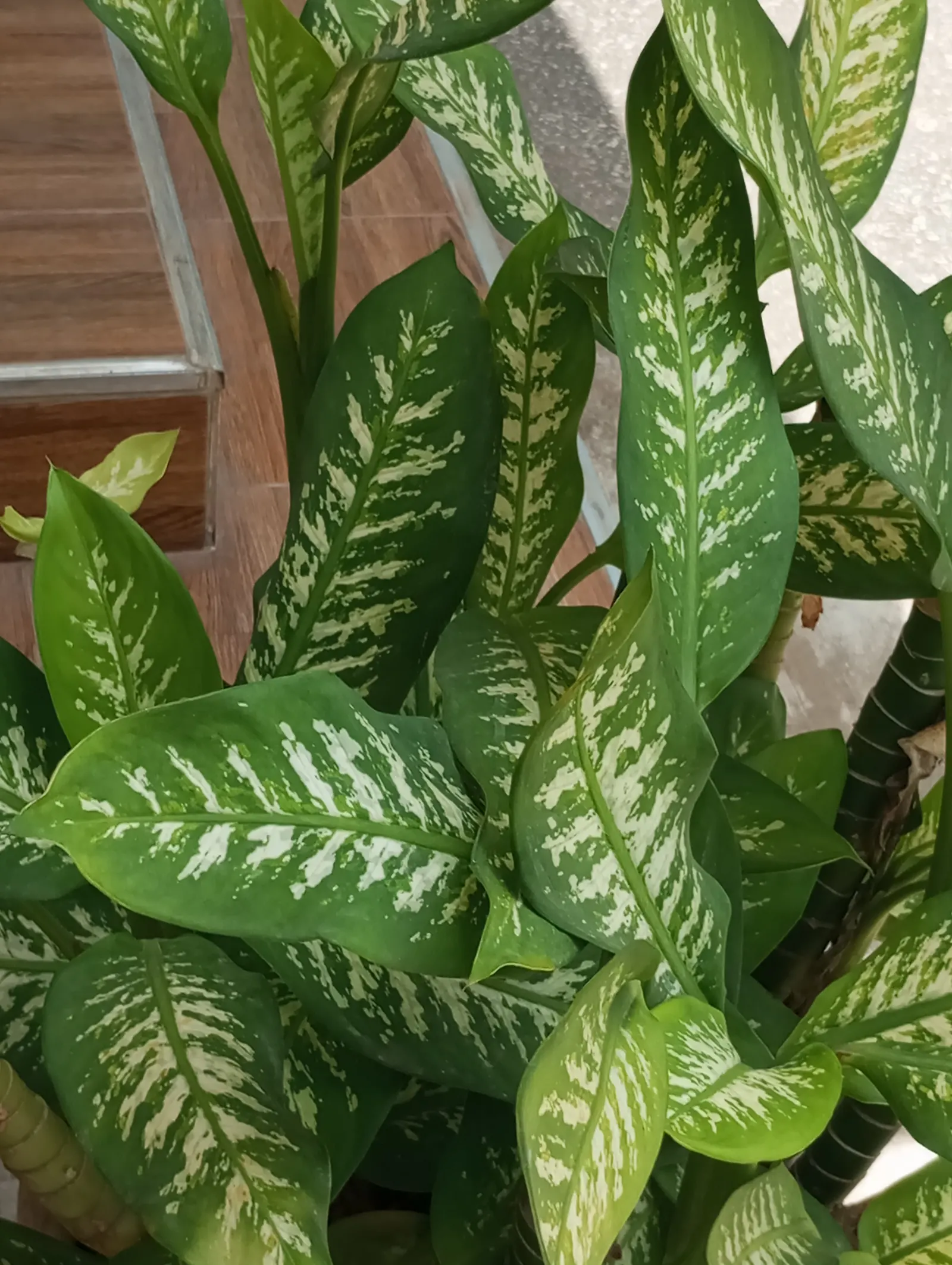 Dieffenbachia, Dumb Cane (Dieffenbachia Amoena) — which can irritate the skin and mucous membranes and are toxic if ingested; care should be taken, image 85