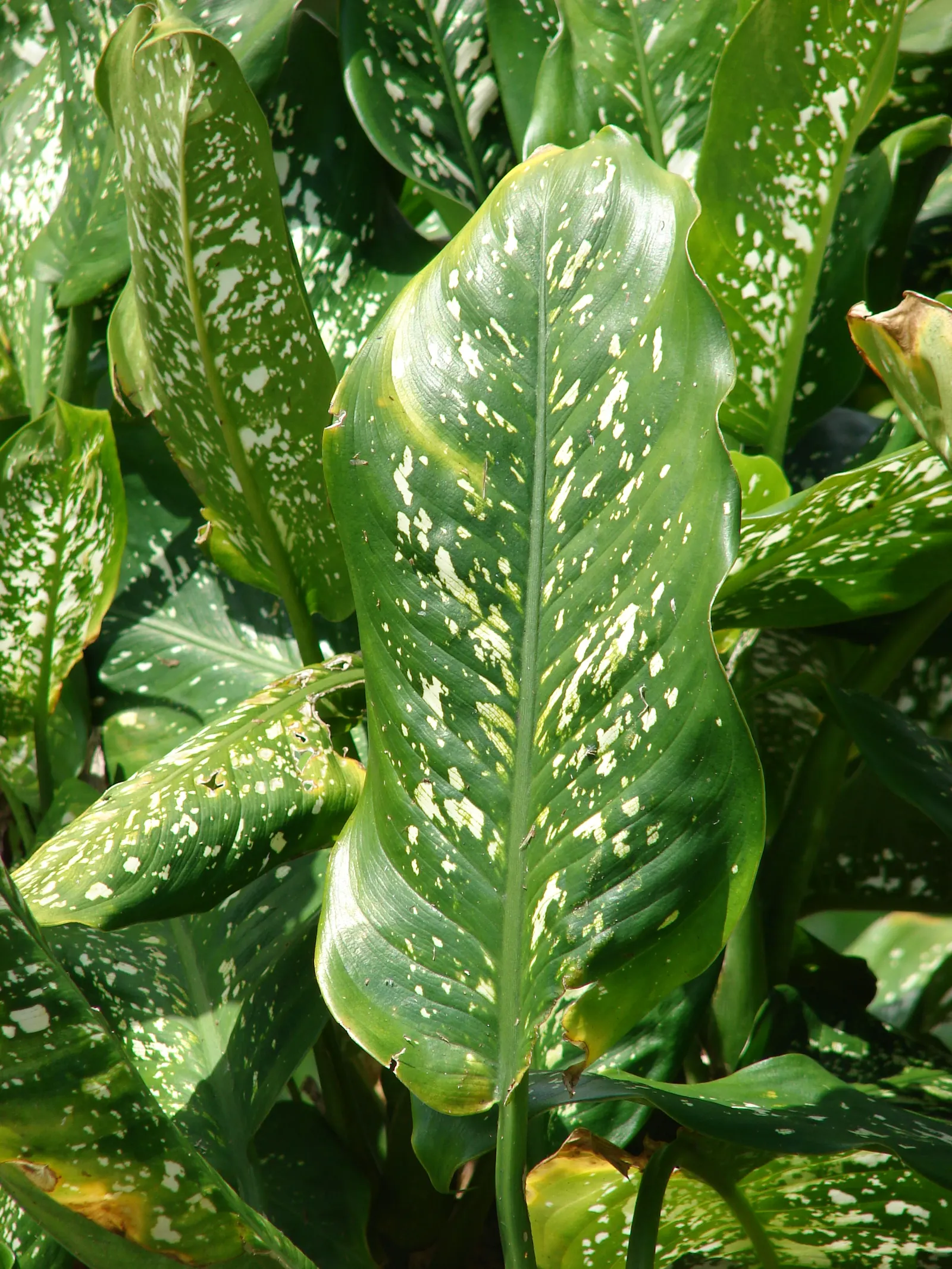 Dieffenbachia, Dumb Cane (Dieffenbachia Amoena) — The plant thrives in a variety of lighting conditions; both in terms of height and spread, image 79