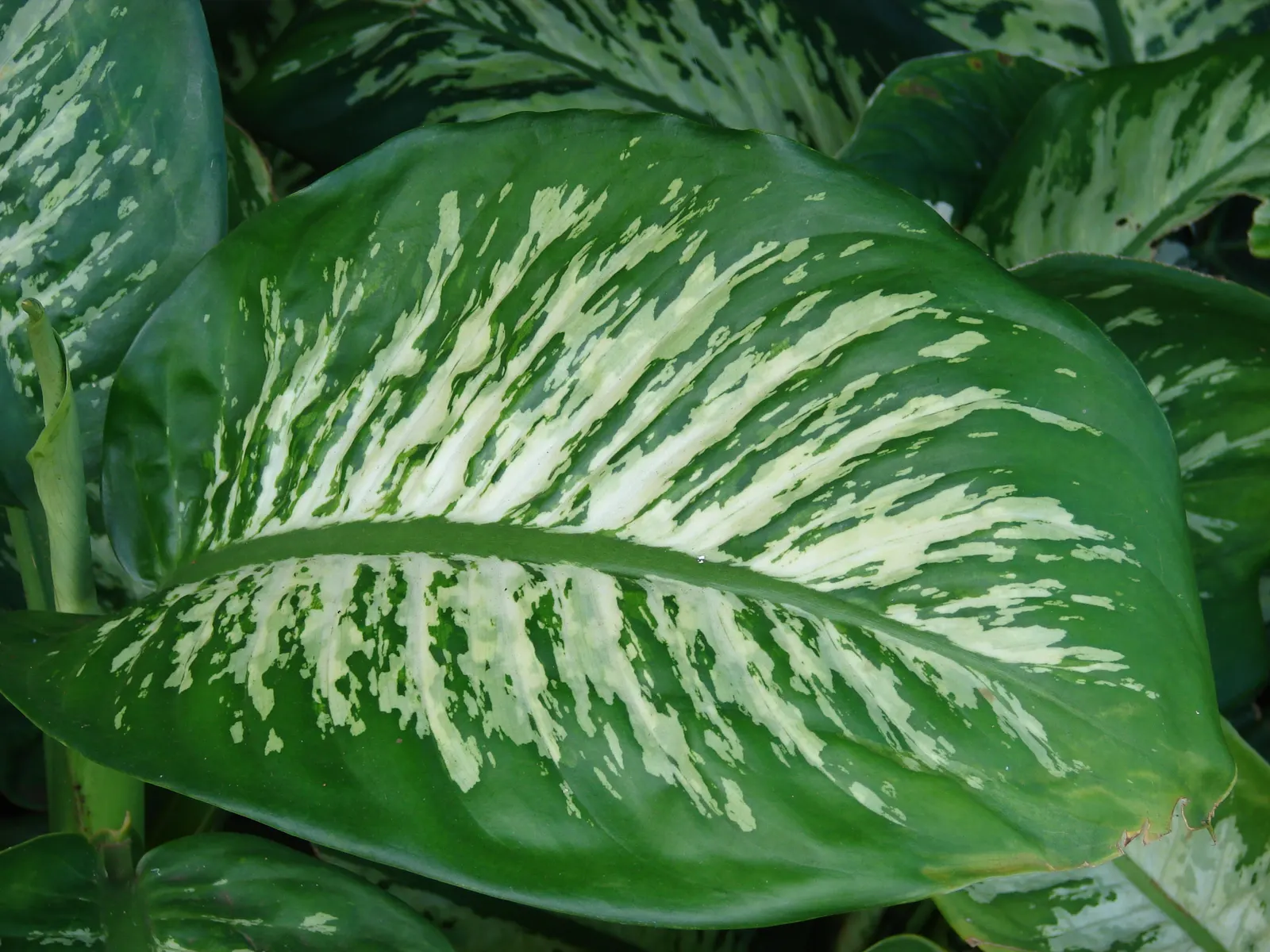 Dieffenbachia, Dumb Cane (Dieffenbachia Amoena) — perennial for half or shade