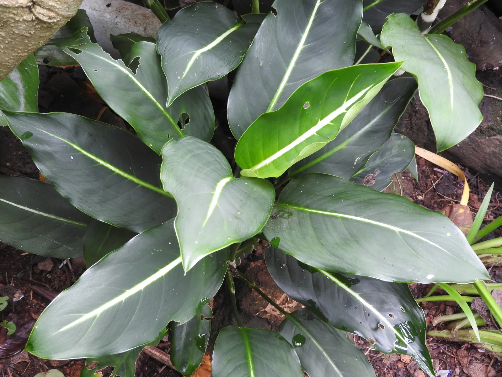 Dieffenbachia, Dumb Cane (Dieffenbachia Amoena) — commonly known as Dumb Cane; caution is advised due to its sap, which can cause mouth irritation, image 47