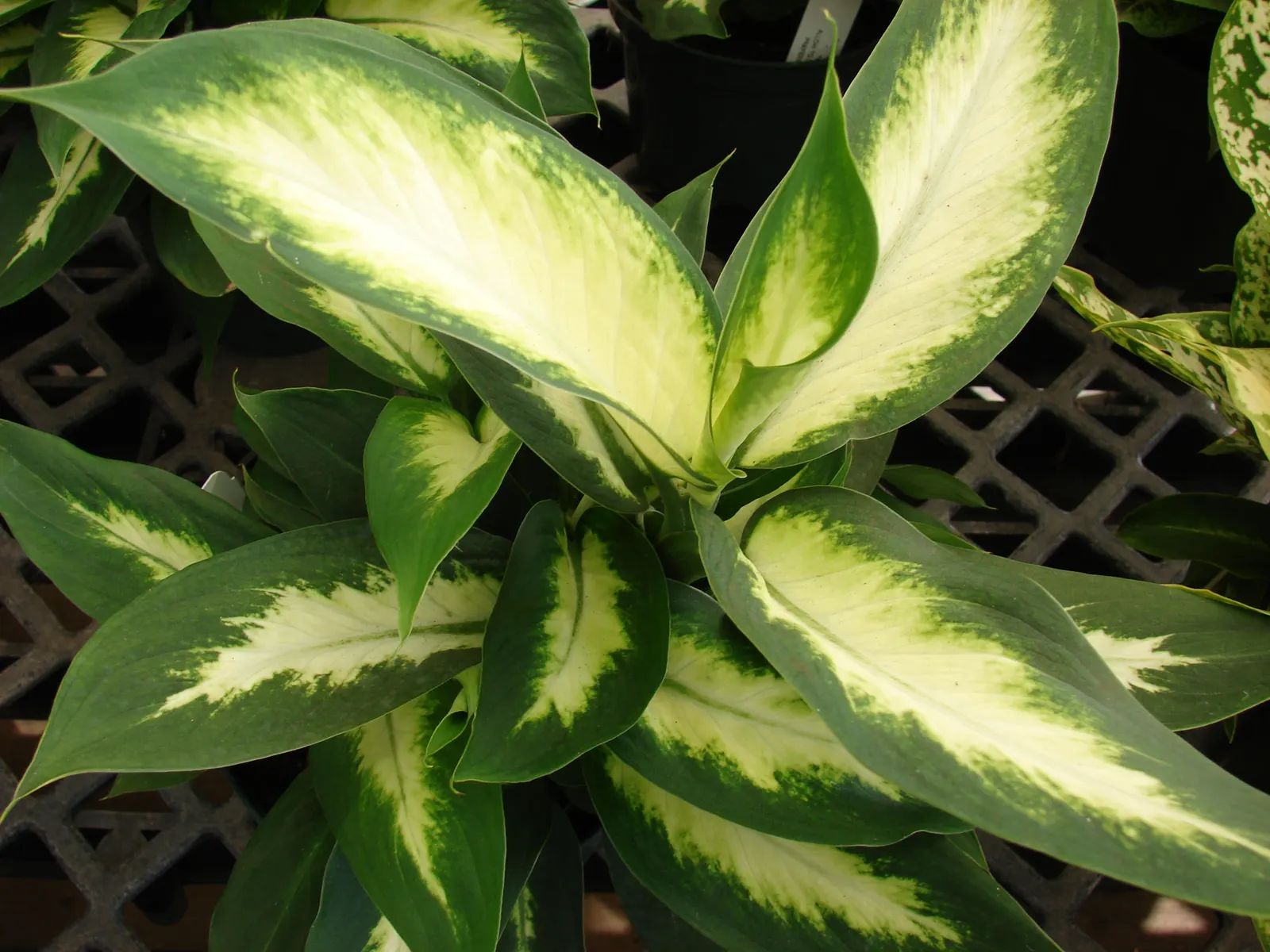 Dieffenbachia, Dumb Cane (Dieffenbachia Amoena) — When designing your landscape, image 58