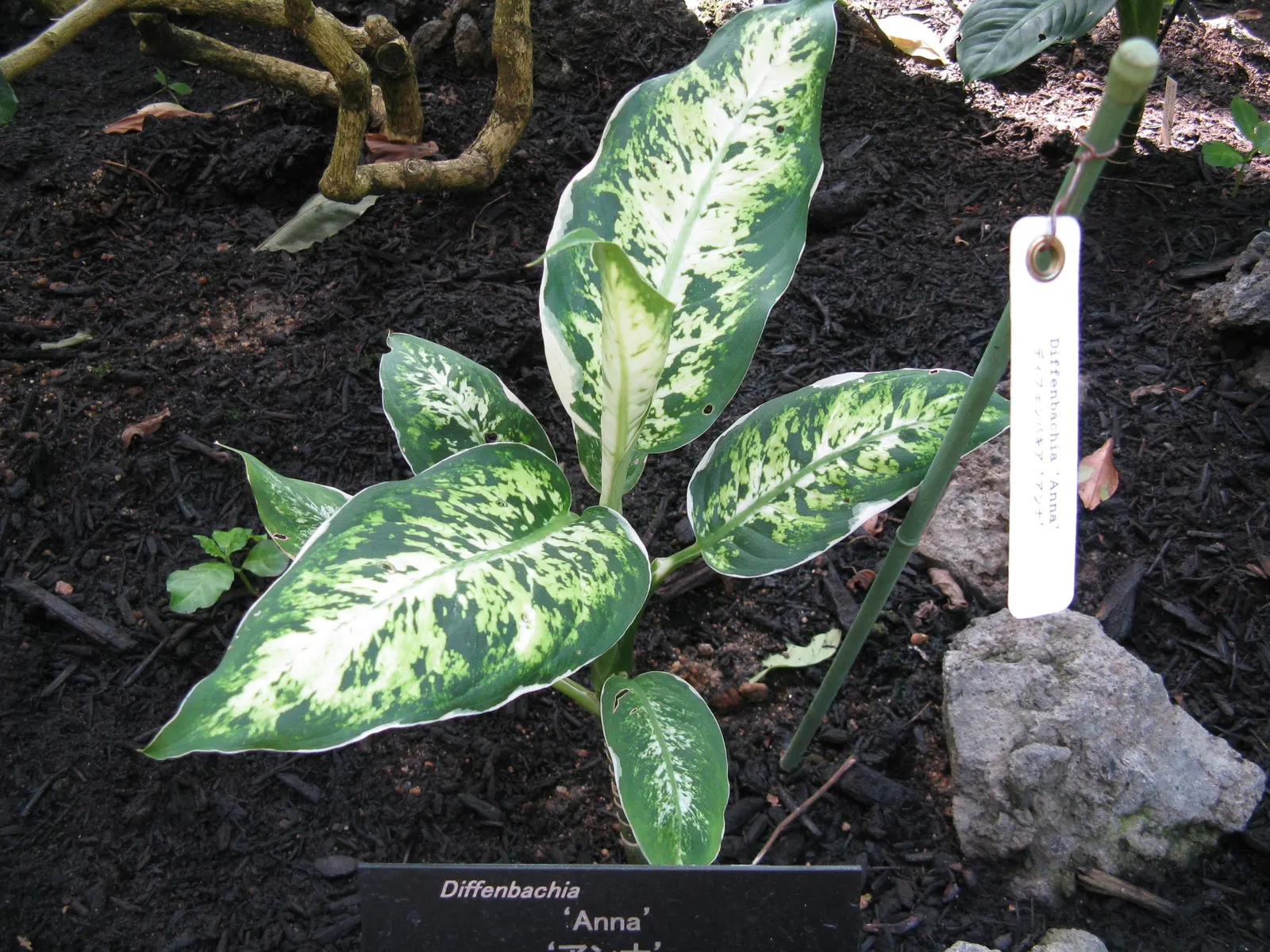 Dieffenbachia, Dumb Cane (Dieffenbachia Amoena) — elongated and often cream or white with green edges and can grow up to 18 inches long