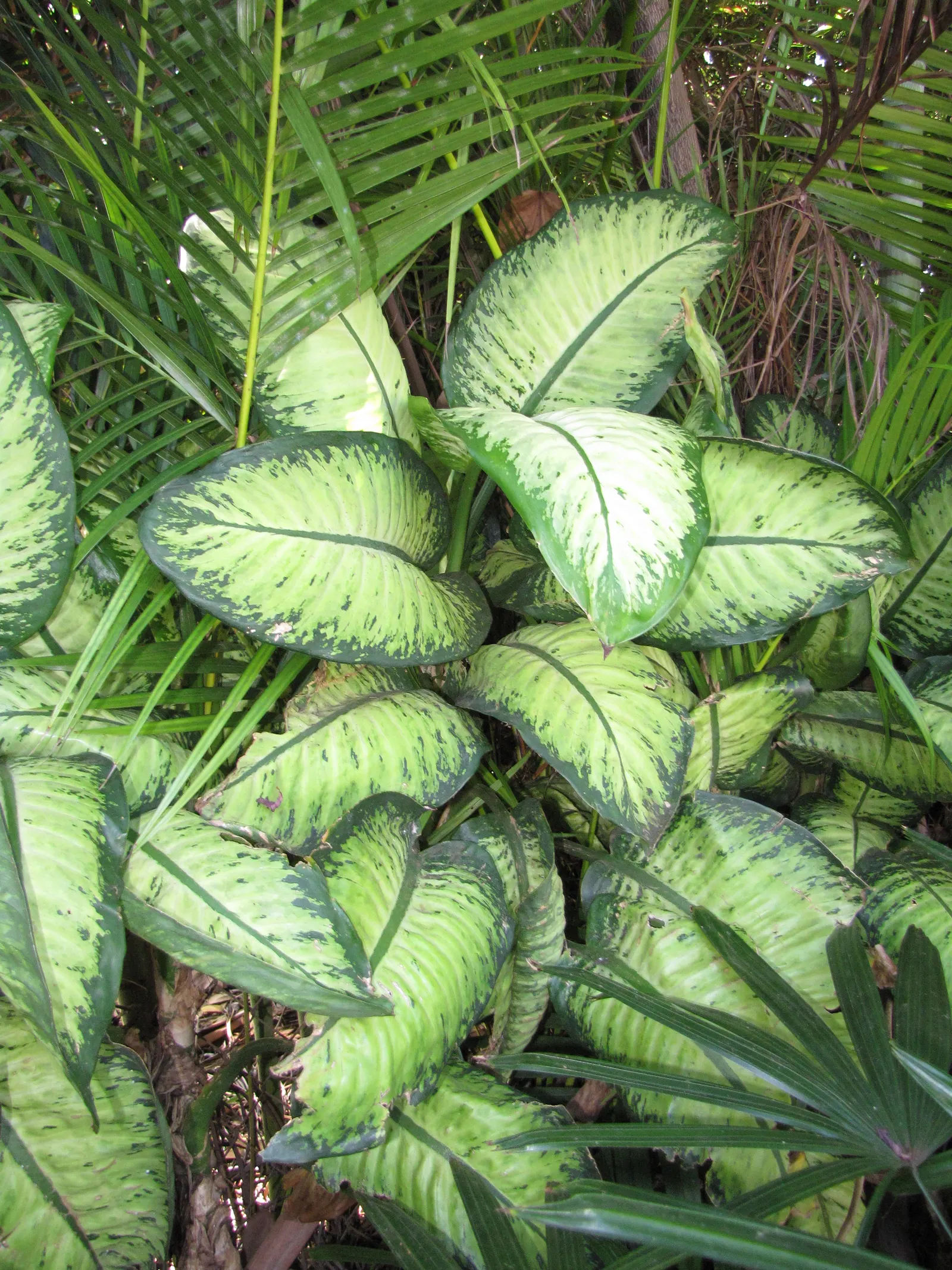 Dieffenbachia, Dumb Cane (Dieffenbachia Amoena) — Just ensure there is sufficient room for the plant to grow; when planning its position within the, image 89