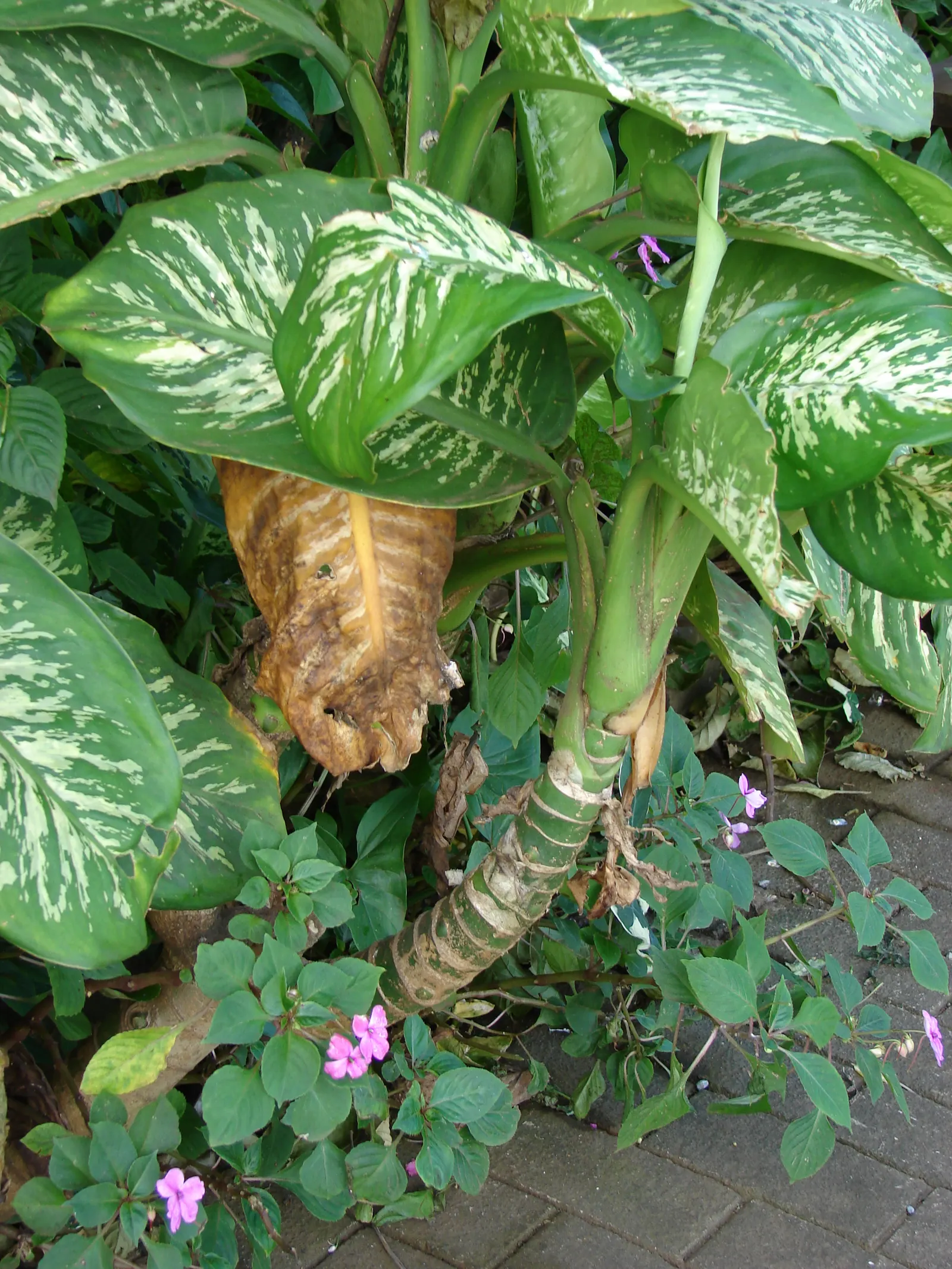 Dieffenbachia, Dumb Cane (Dieffenbachia Amoena) — when planning its position within the garden design; elongated and often cream or white with green edges and
