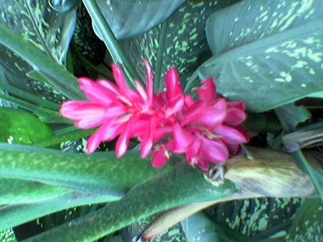 Dieffenbachia, Dumb Cane (Dieffenbachia Amoena) — tropical perennial best suited for indoor shade or low-light areas; indirect light but also tolerating lower