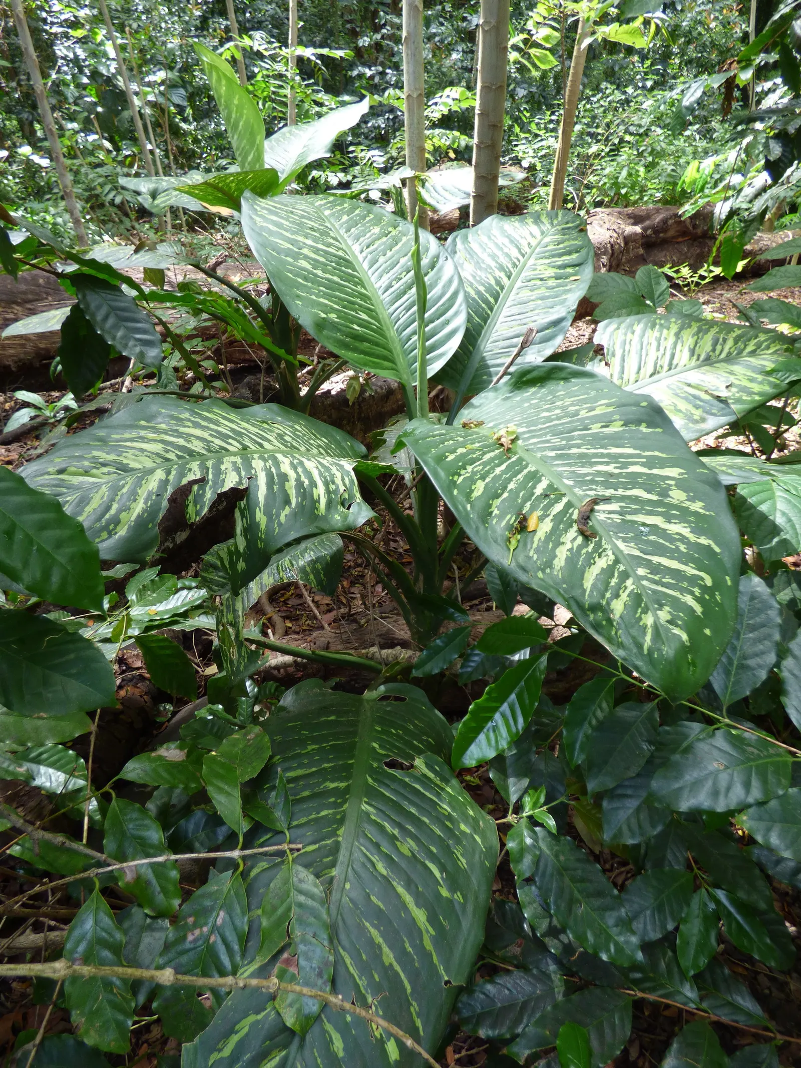 Dieffenbachia, Dumb Cane (Dieffenbachia Amoena) — depending on environmental conditions; the plant thrives in a variety of lighting conditions, image 84