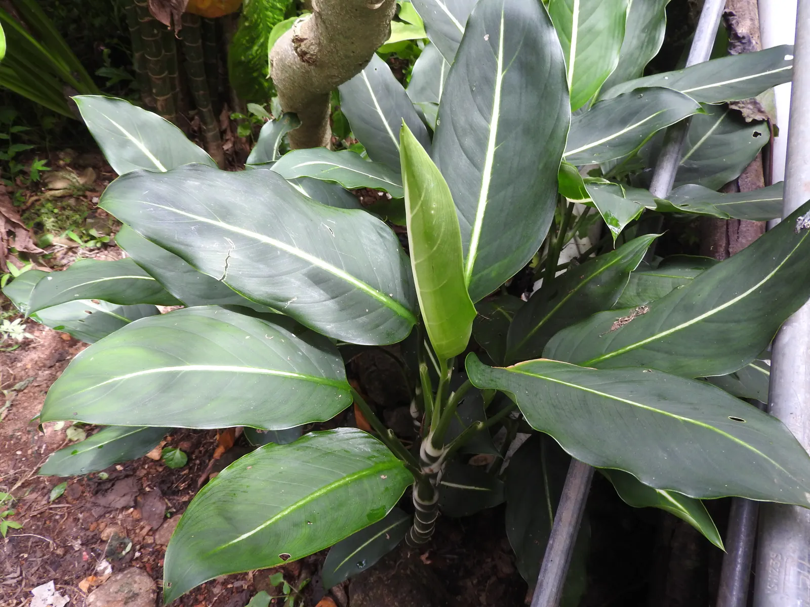 Dieffenbachia, Dumb Cane (Dieffenbachia Amoena) — is a broad-leaved foliage plant well-known for its easy care and striking variegated leaves, image 54