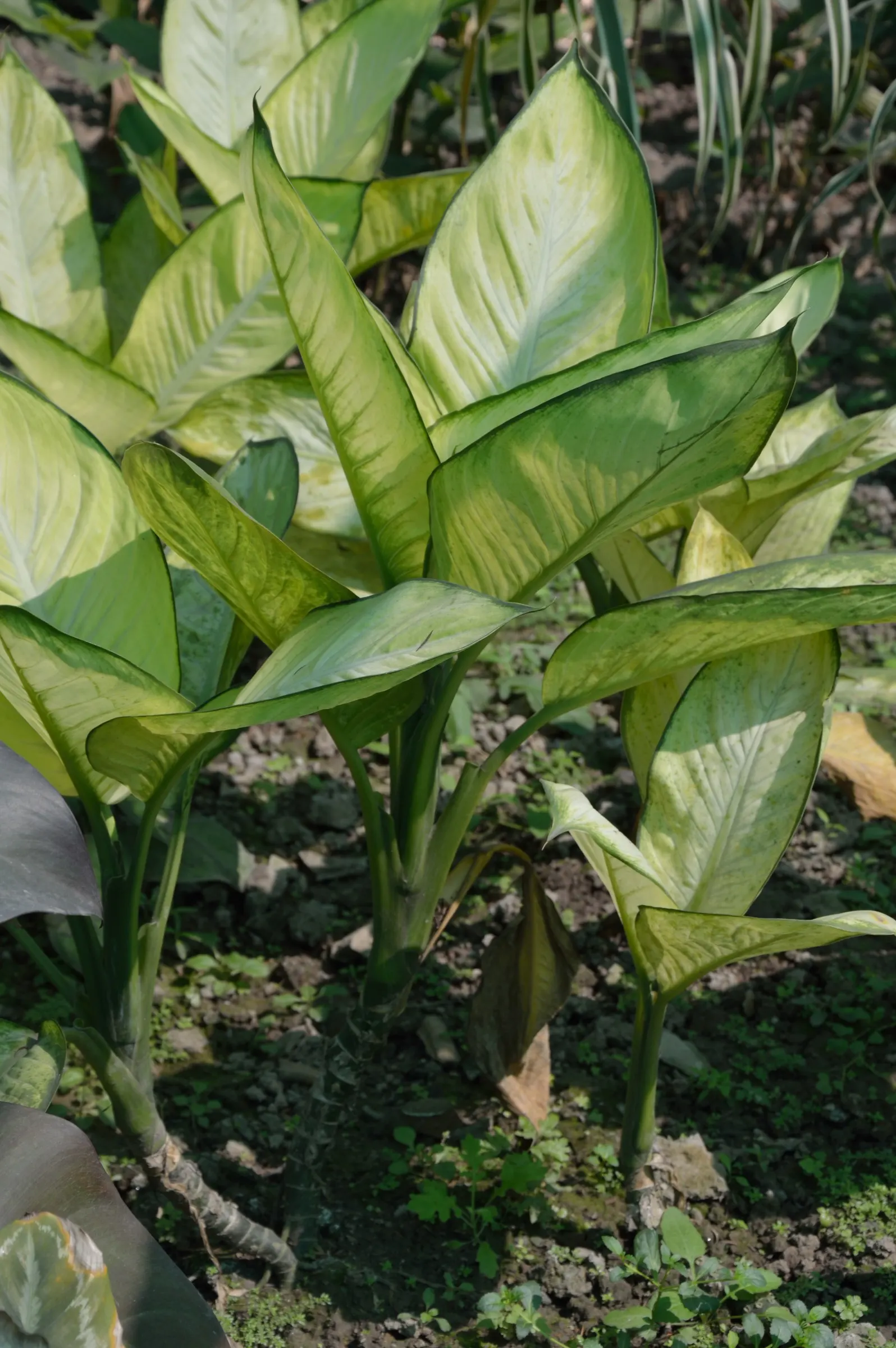 Dieffenbachia, Dumb Cane (Dieffenbachia Amoena) — indirect light but also tolerating lower light levels; thrives in well-draining soil and regular, image 80