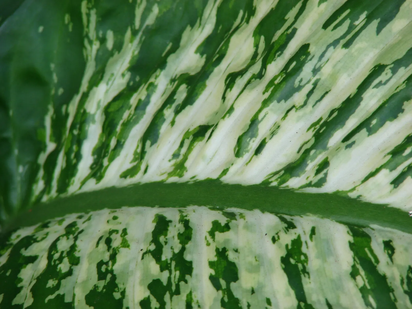 Dieffenbachia, Dumb Cane (Dieffenbachia Amoena) — when planning its position within the garden design; elongated and often cream or white with, image 68