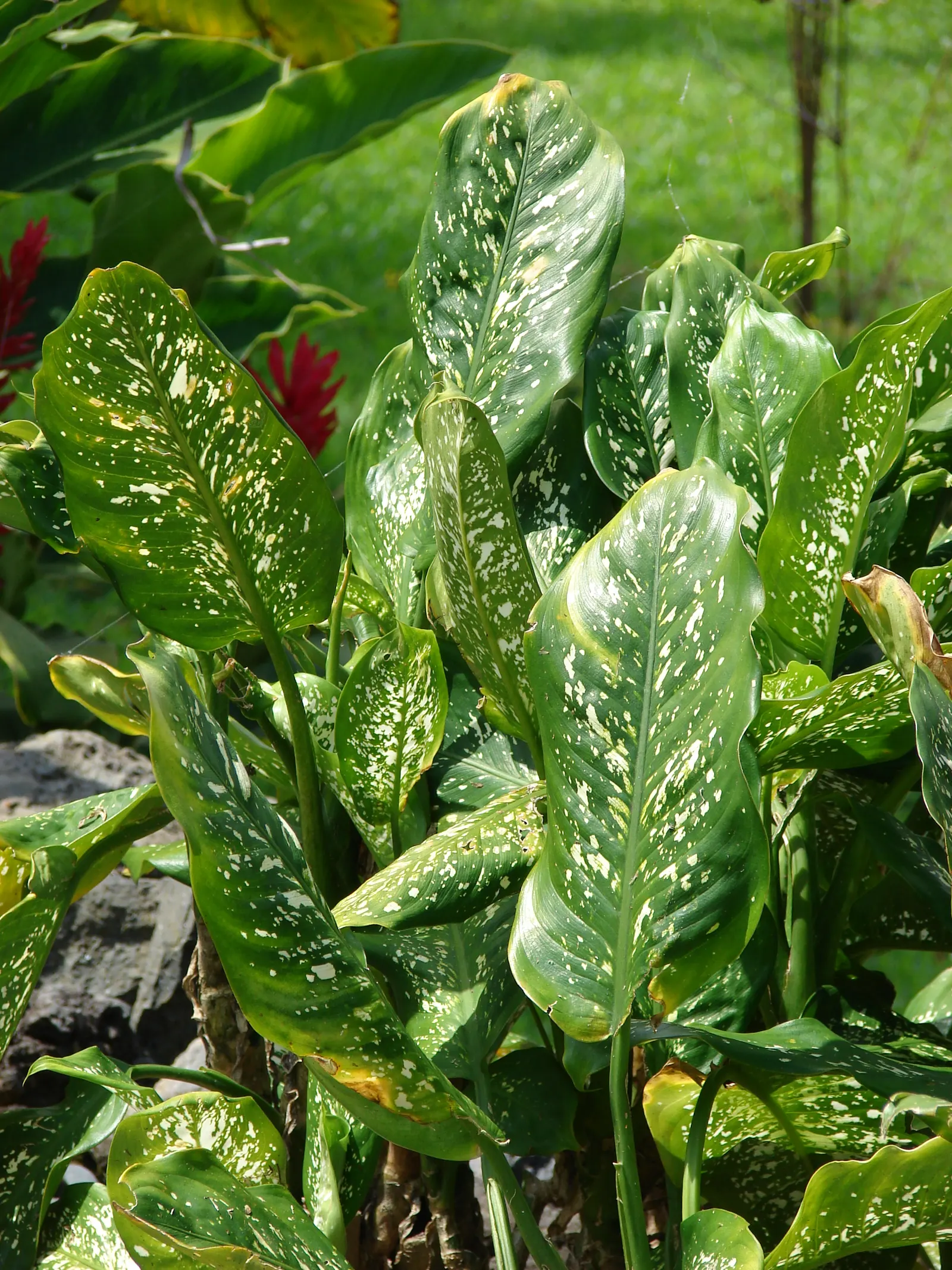 Dieffenbachia, Dumb Cane (Dieffenbachia Amoena) — and should be watered when the top inch of soil feels dry; it boasts broad, variegated leaves, image 83
