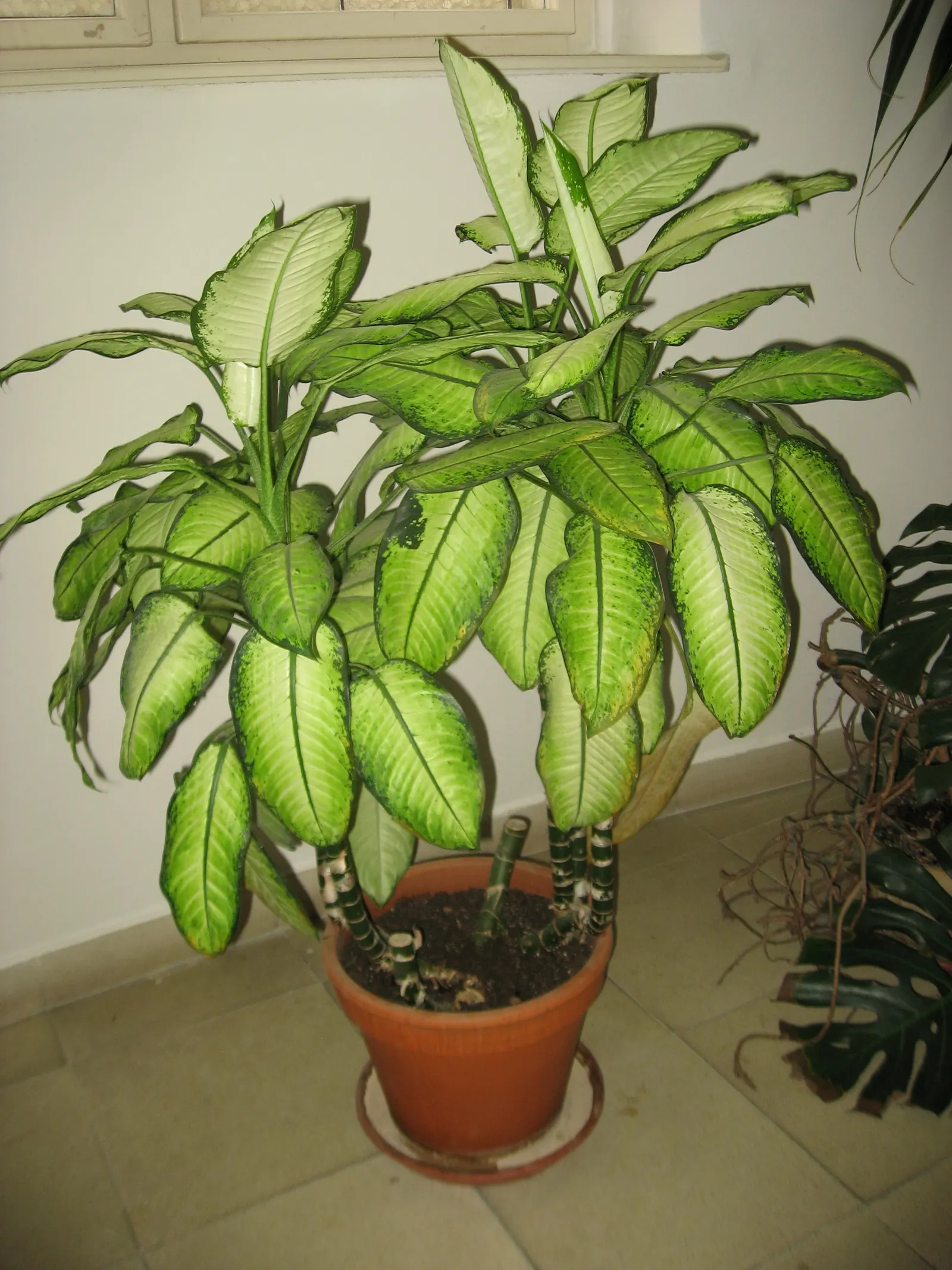 Dieffenbachia, Dumb Cane (Dieffenbachia Amoena) — both in terms of height and spread; keep soil moderately moist, image 90
