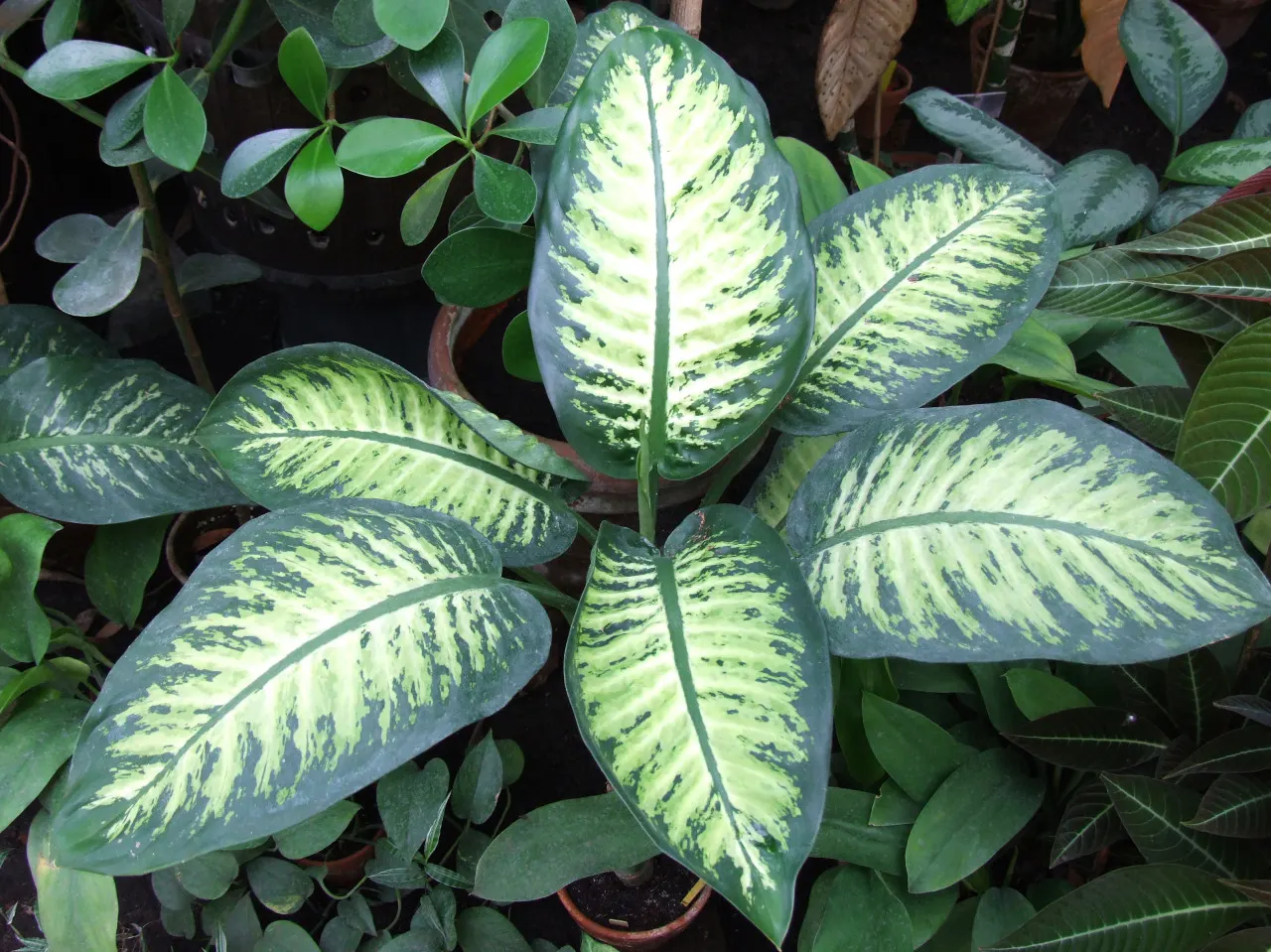 Dieffenbachia, Dumb Cane (Dieffenbachia Amoena) — The plant thrives in a variety of lighting conditions