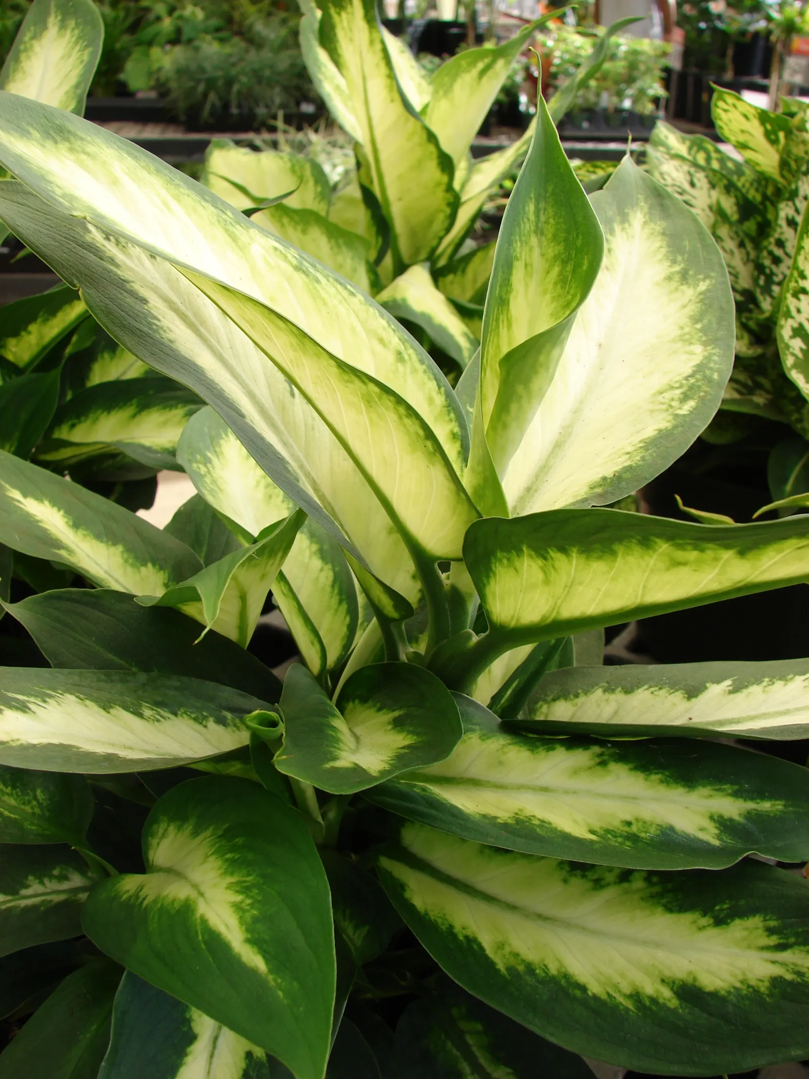 Dieffenbachia, Dumb Cane (Dieffenbachia Amoena) — commonly known as Dumb Cane