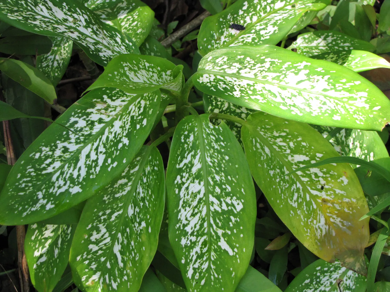 Dieffenbachia, Dumb Cane (Dieffenbachia Amoena) — making it a popular choice for indoor landscapes and tropical-themed gardens
