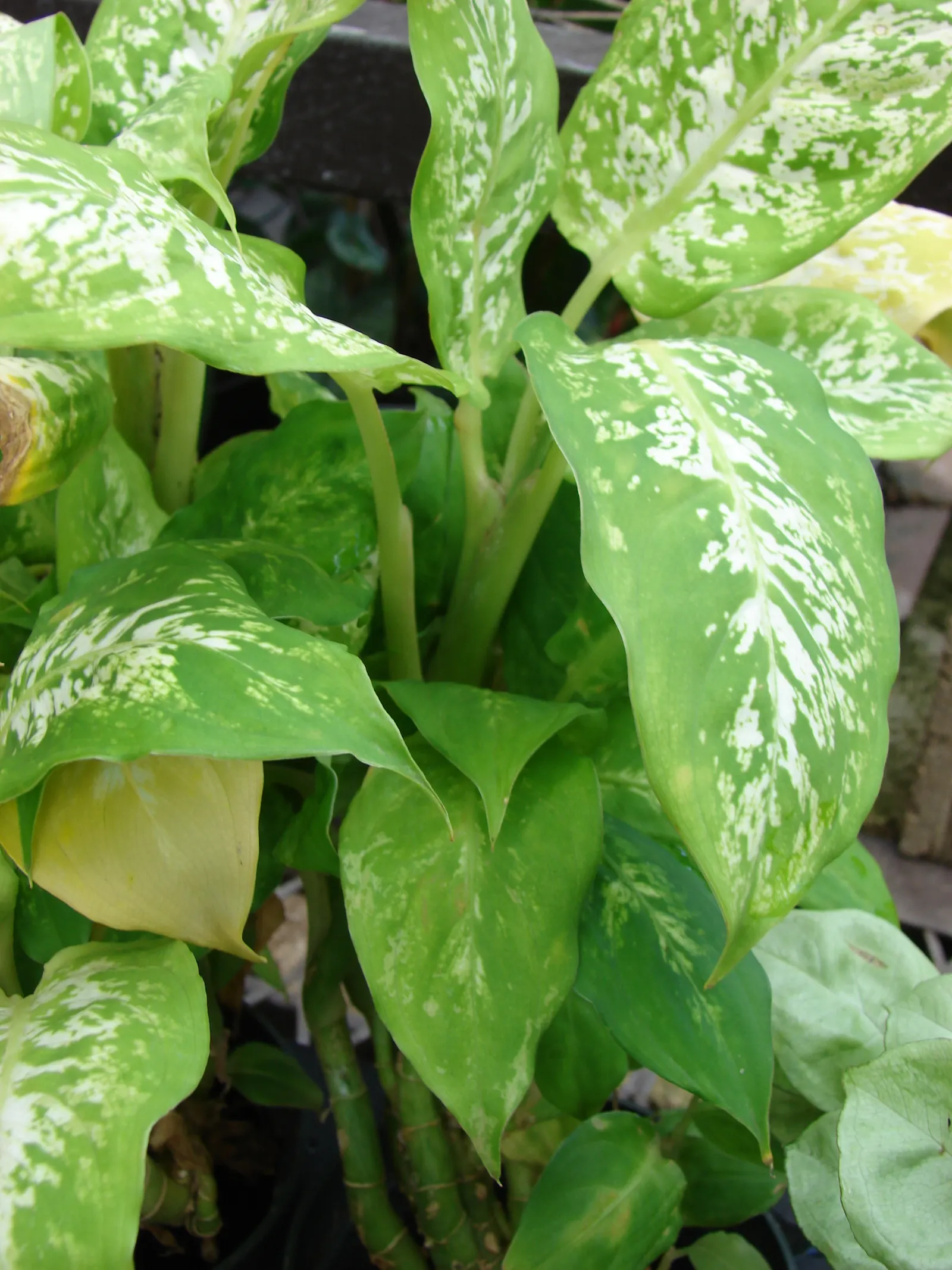 Dieffenbachia, Dumb Cane (Dieffenbachia Amoena) — commonly known as Dumb Cane; caution is advised due to its sap, which can cause mouth irritation, image 93