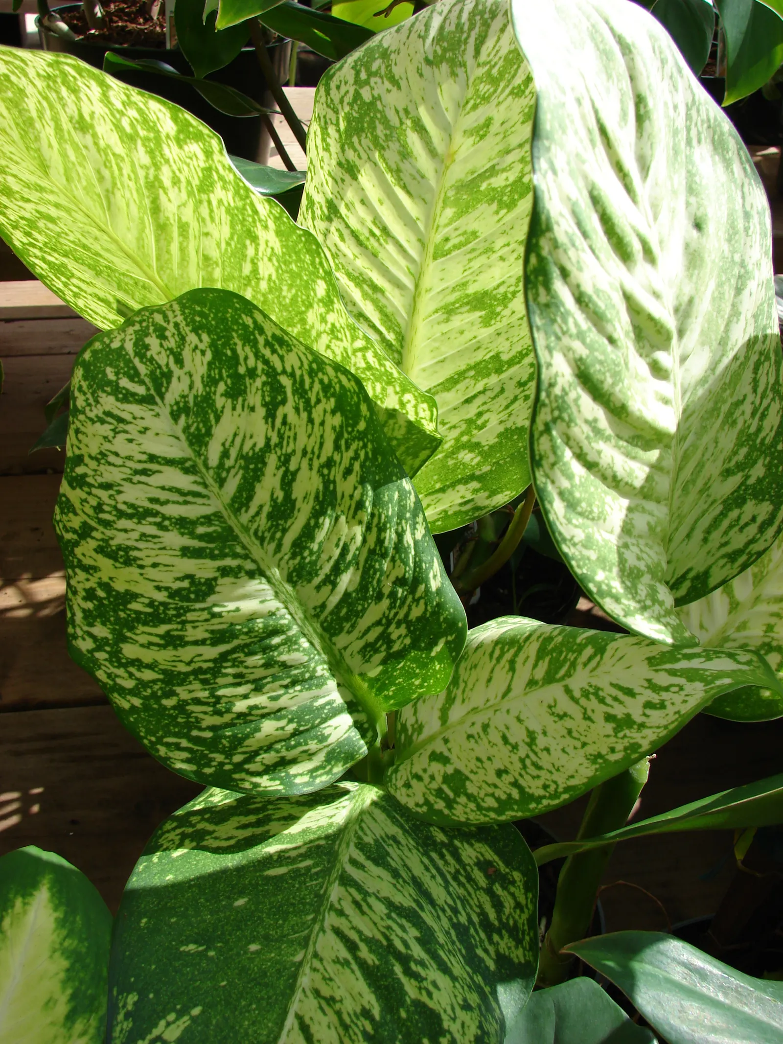 Dieffenbachia, Dumb Cane (Dieffenbachia Amoena) — making it a popular choice for indoor landscapes and tropical-themed gardens; and should be watered when the